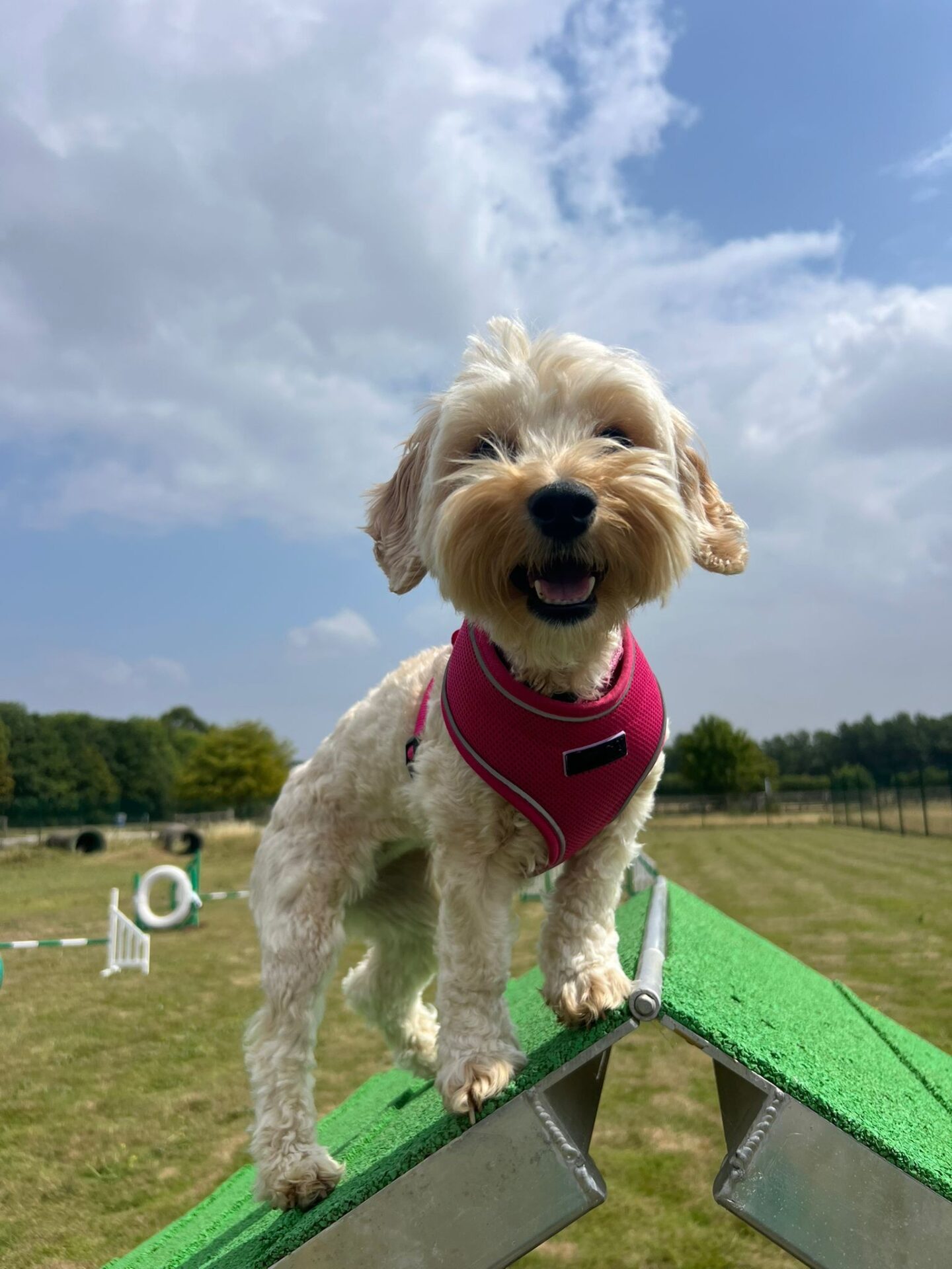 A small, fluffy white Toy Poodle Cross wearing a pink harness stands confidently on a green ramp at an outdoor agility course, with blue sky and grassy fields in the background.