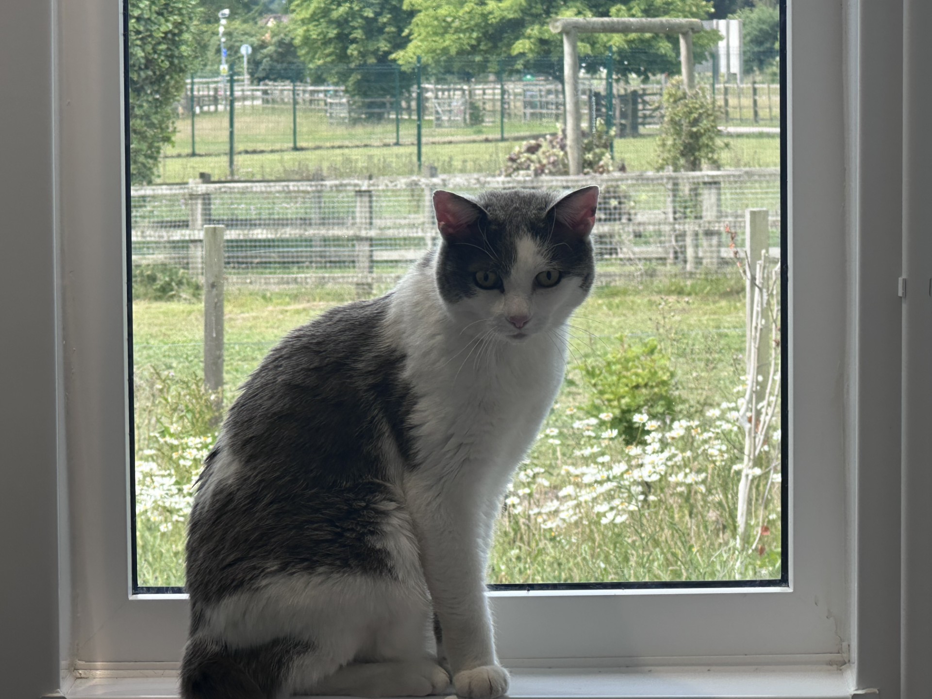 A domestic short hair black and white cat sits on a window sill, looking at the camera. Behind the cat, a green field with fences, trees, and white flowers stretches out through the window.