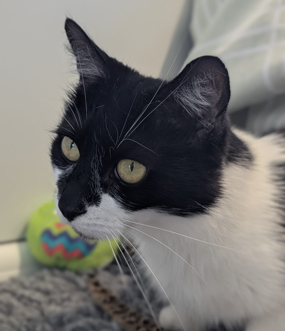 A black and white cat with yellow eyes looks to the side. Behind it, there is a bright yellow ball decorated with colorful patterns, and a patterned blanket or bed is partially visible.