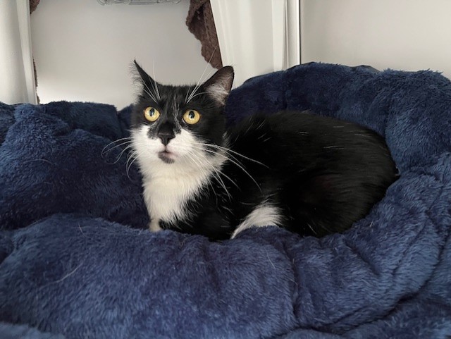 A domestic short hair black and white cat with yellow eyes is lying on a fluffy dark blue blanket, looking up with an alert expression. The background suggests a cozy indoor space.