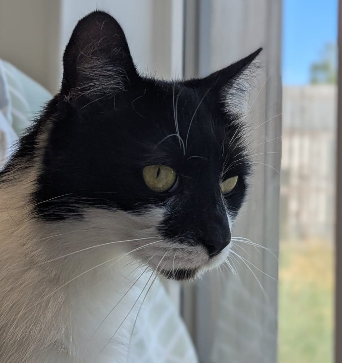 A black and white cat with yellow eyes looks out of a window, with sunlight illuminating its face and a blurry outdoor background visible.
