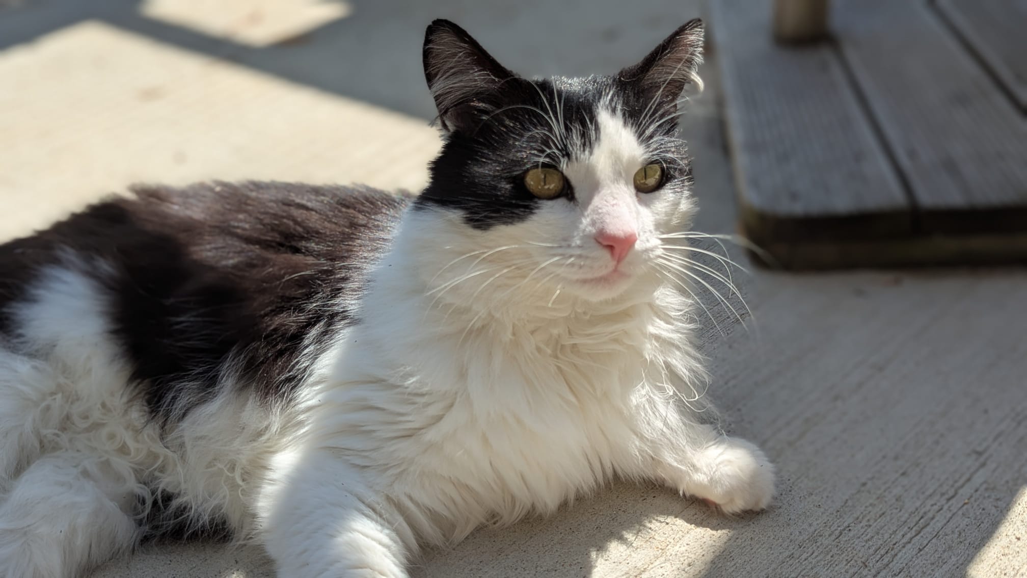 A black and white cat with long fur lies on a sunlit concrete surface next to a wooden step, looking slightly to the right. The cats eyes are bright, and its ears are perked up.
