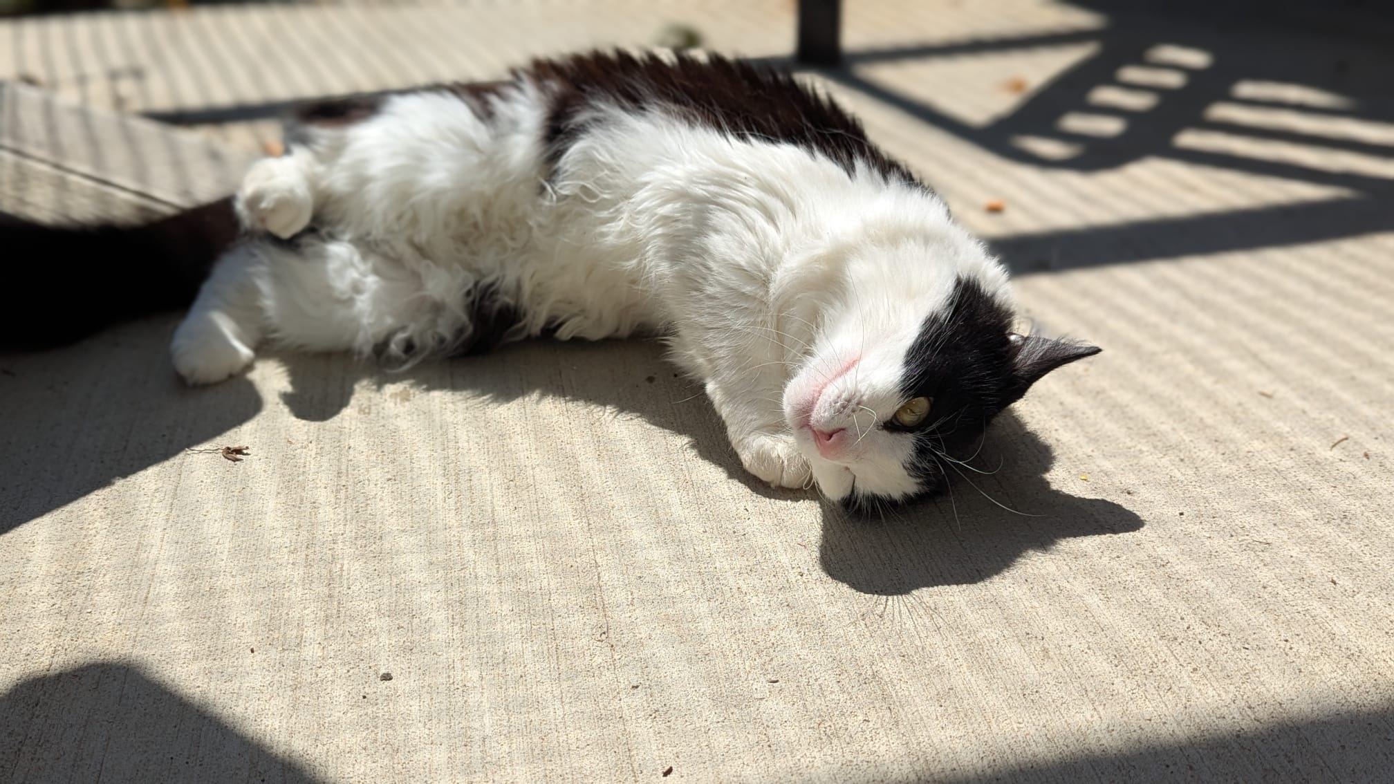 A black and white cat lies on its side on a sunlit concrete surface, partially in shadow, looking up with a relaxed and playful expression.