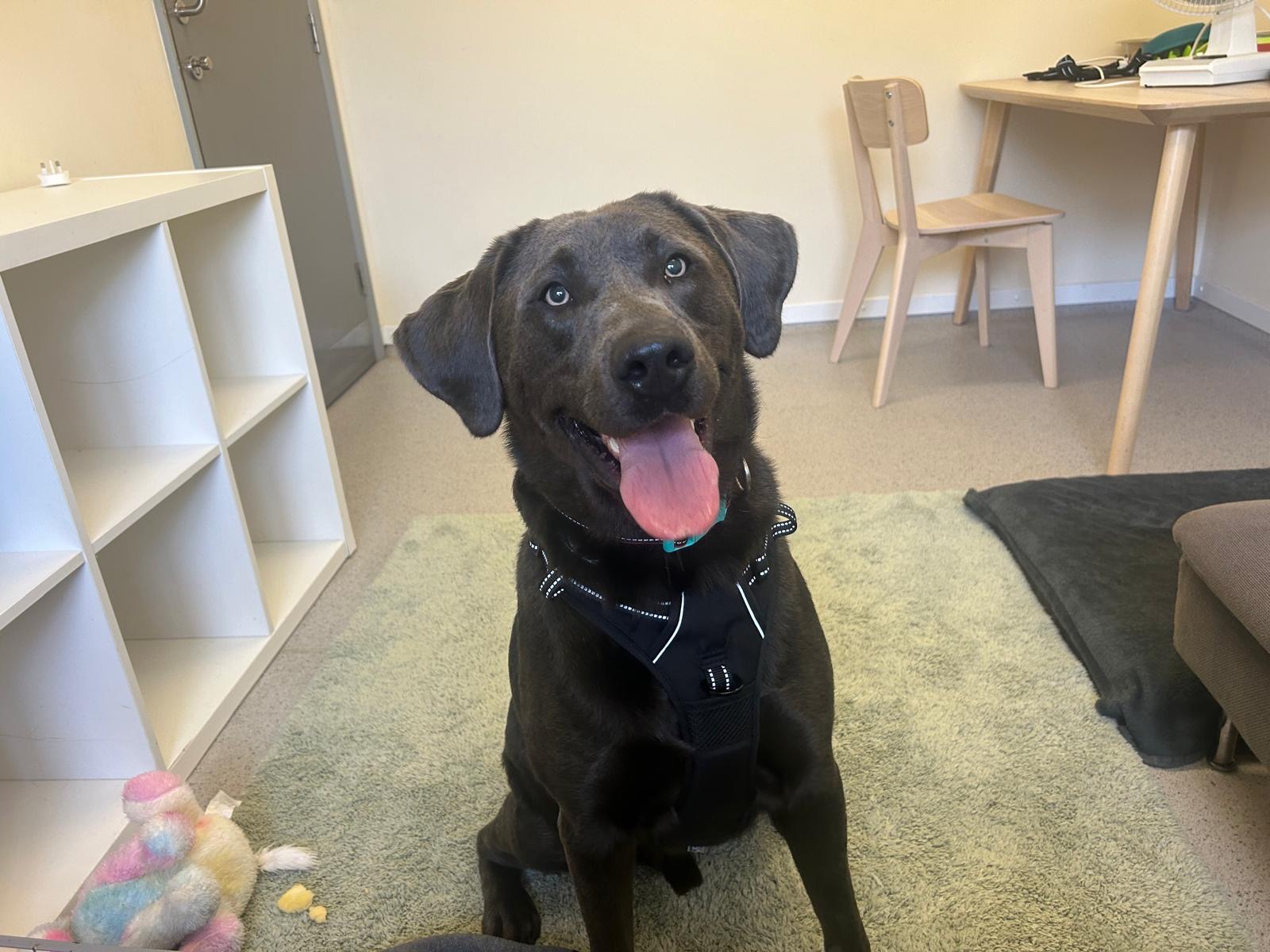 A happy black Labrador wearing a harness sits on a green rug in a room with a desk, chair, and shelving unit. The dog has its mouth open and tongue out, looking up at the camera. Toys are scattered on the floor.