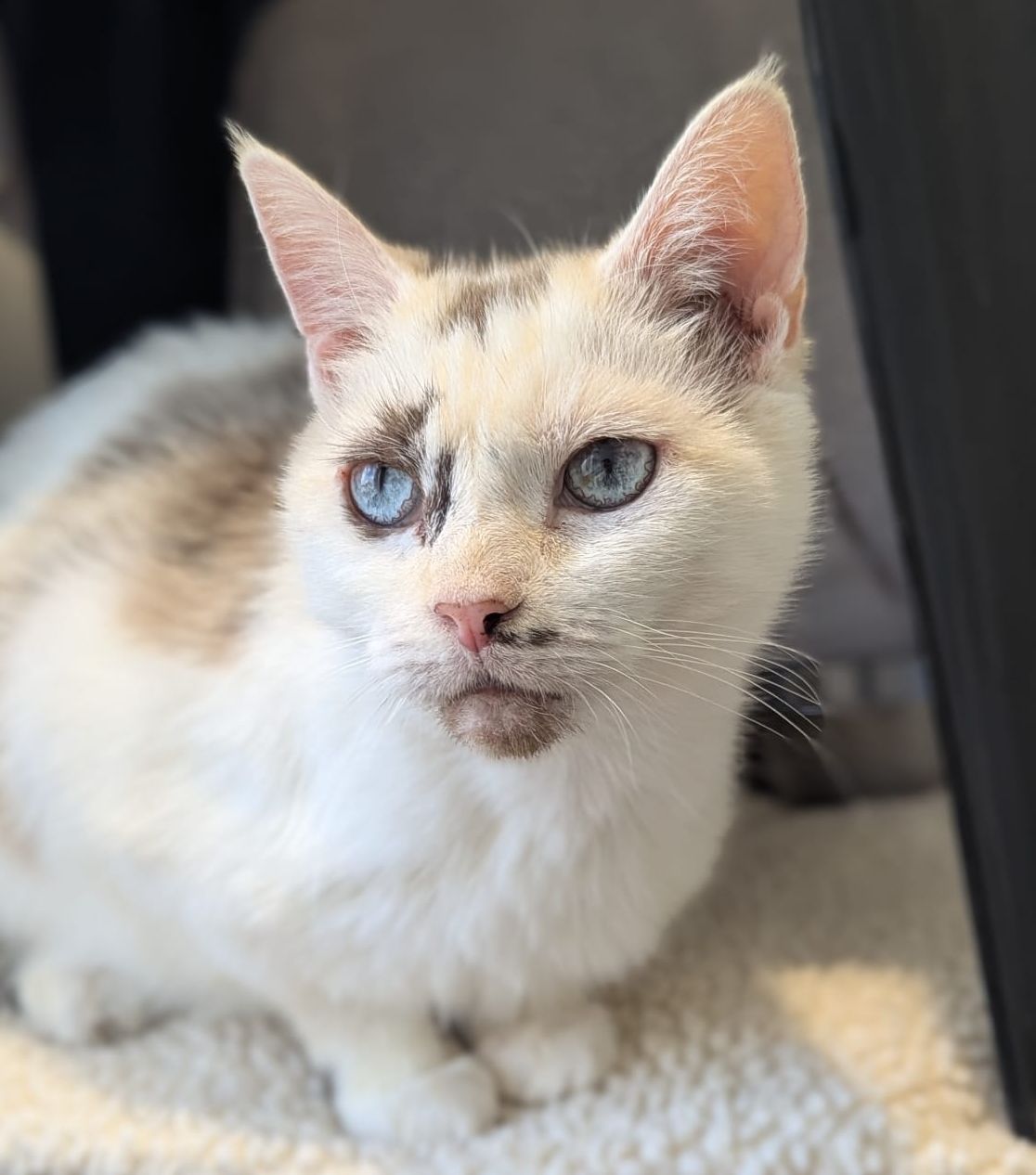 A white cat with blue eyes and light brown markings on its ears, forehead, and chin sits on a soft, textured surface, gazing thoughtfully to the side in soft natural light.