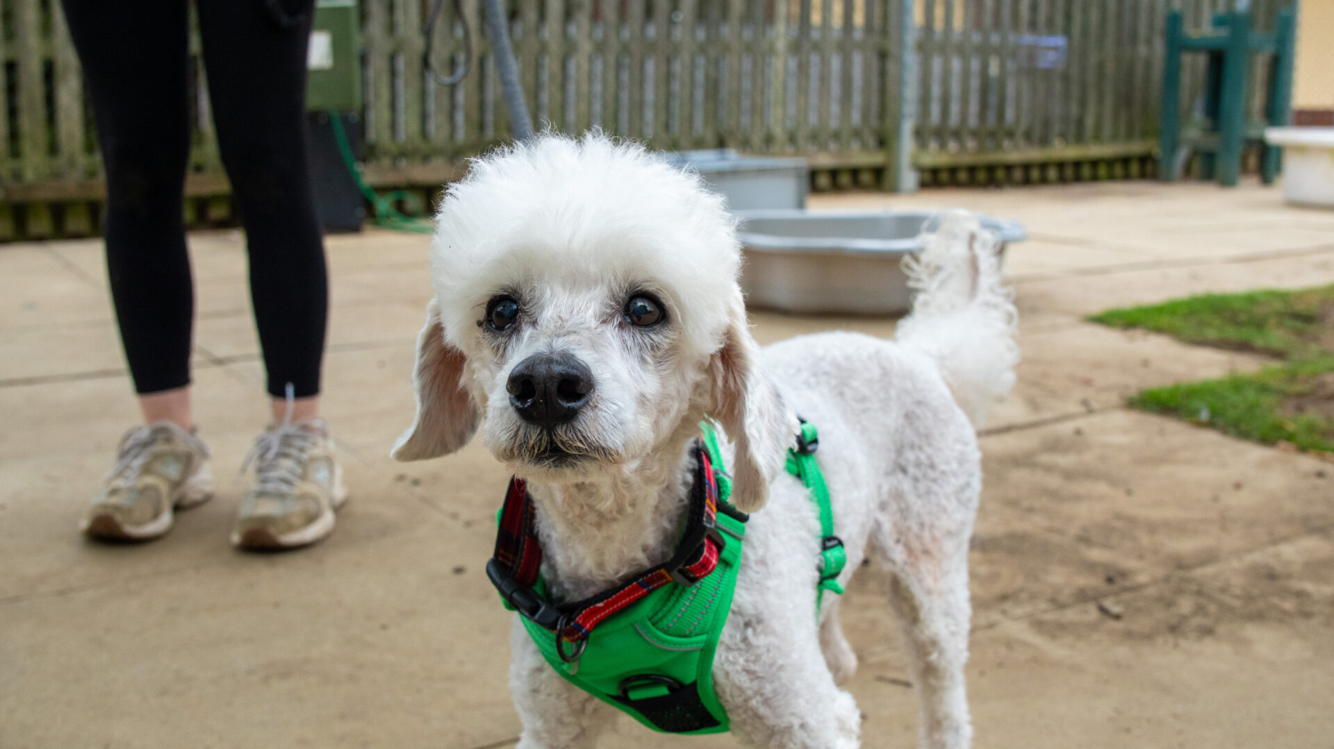 A small white poodle wearing a green harness stands on a paved path outdoors. In the background, a person in sneakers and black leggings is partially visible beside a fence and some grass.