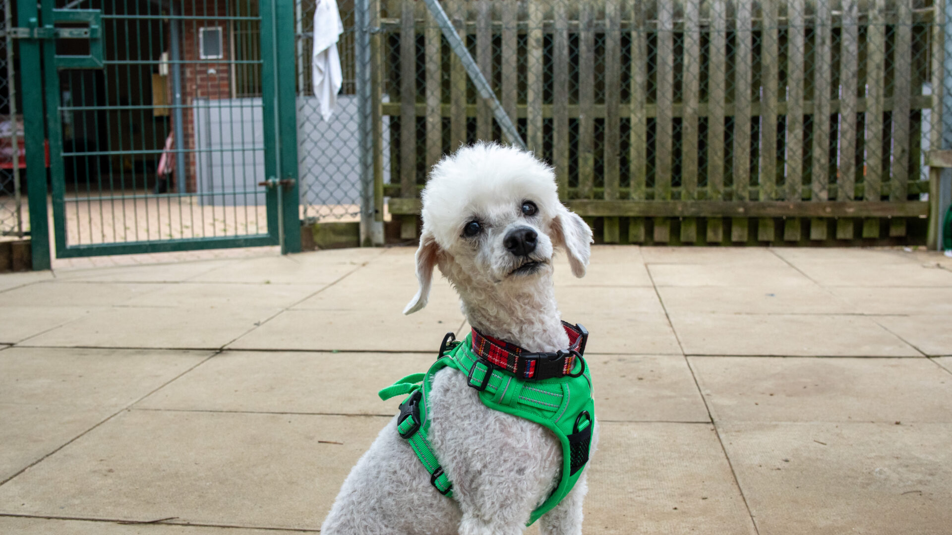 A small white Poodle wearing a green harness sits on a paved surface outdoors, tilting its head to the side. A fenced area and a gate are visible in the background.