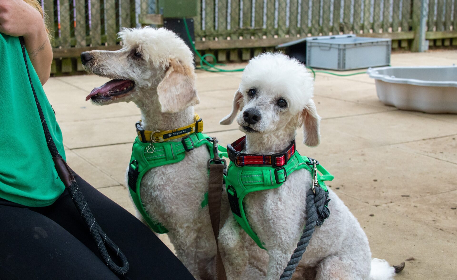 Two adorable poodles in green harnesses sit on a patio beside a person in a green shirt. One poodle pants happily with its tongue out, while the other poodle gazes forward with a calm expression.
