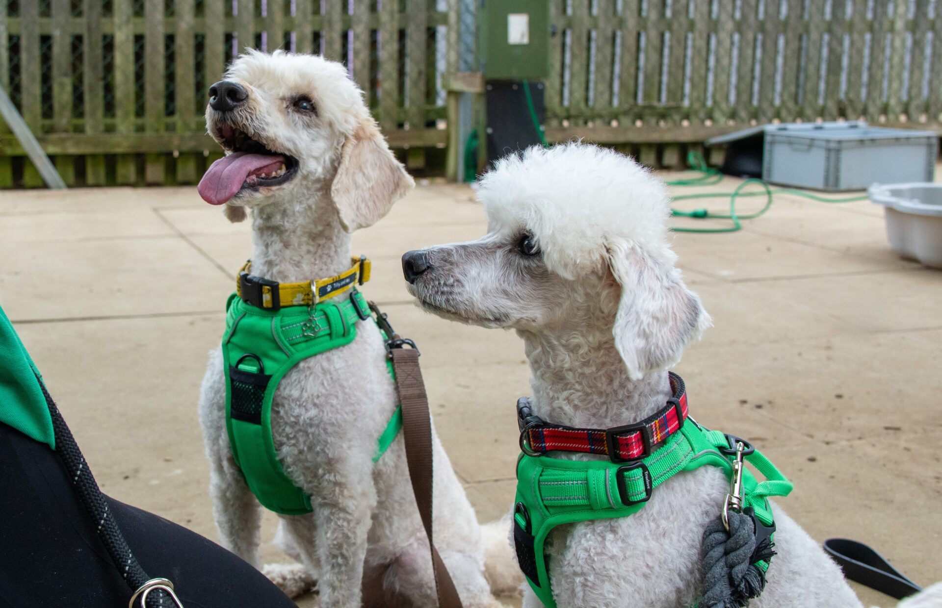 Two small white poodles wearing green harnesses sit on a paved surface. One poodle sits with its tongue out, while the other looks to the side. A wooden fence and some outdoor equipment are in the background, framing the playful poodle pair.