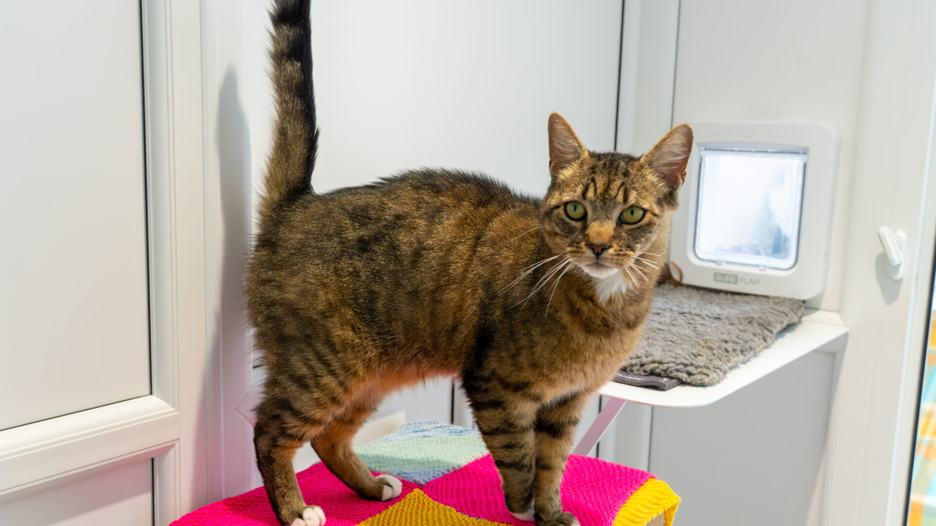 A tabby cat with green eyes stands on a colorful blanket in a bright room, looking at the camera. Behind it is a gray mat and a cat flap on a white door.