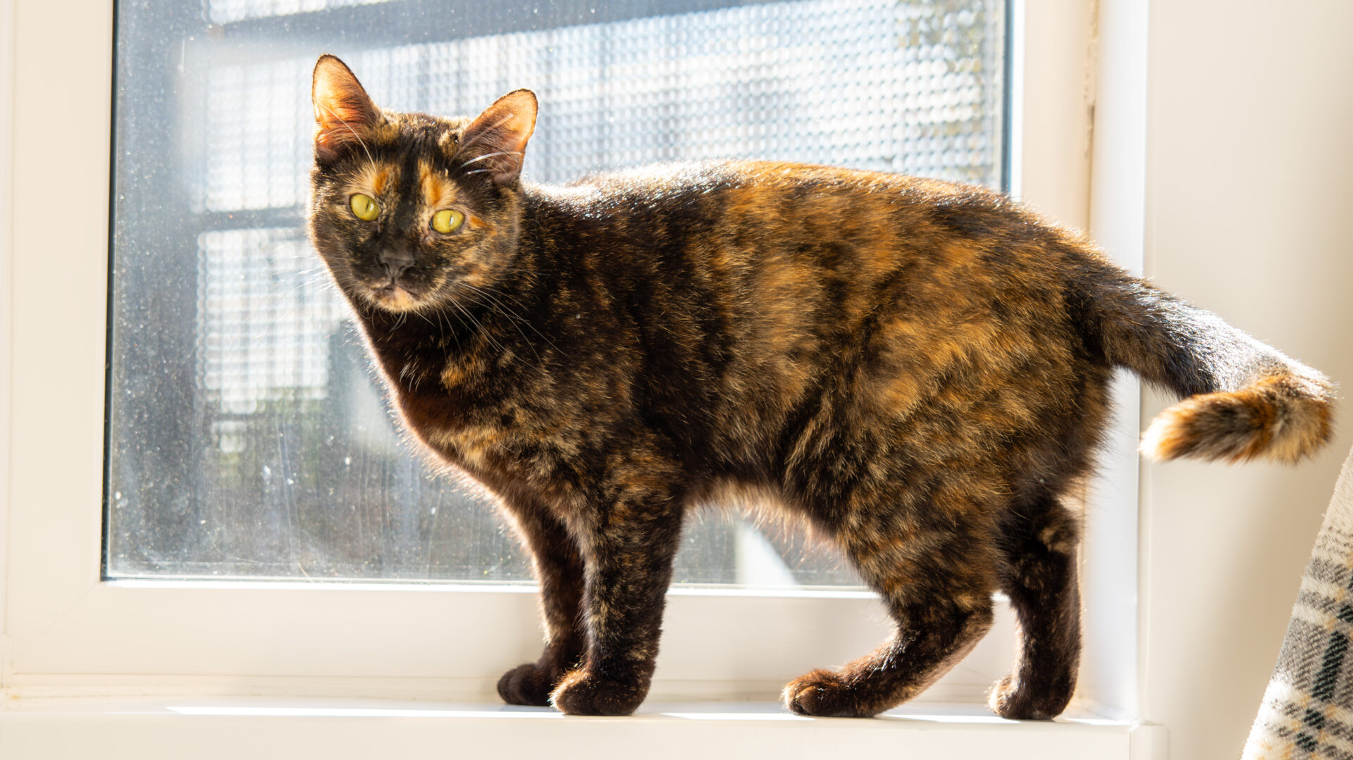 A tortoiseshell cat stands on a sunny windowsill, looking toward the camera. Sunlight streams through the window, highlighting the cat’s multicolored fur and casting a soft shadow.