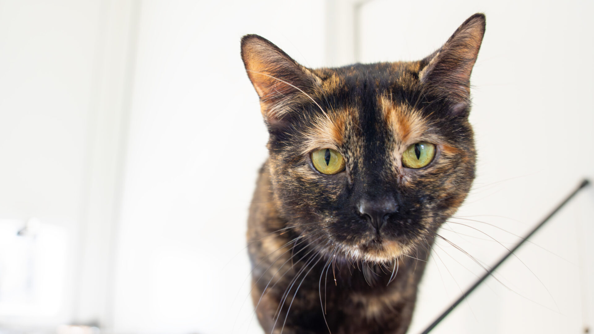 A close-up of a tortoiseshell cat with green eyes looking directly at the camera, set against a bright, blurred indoor background.
