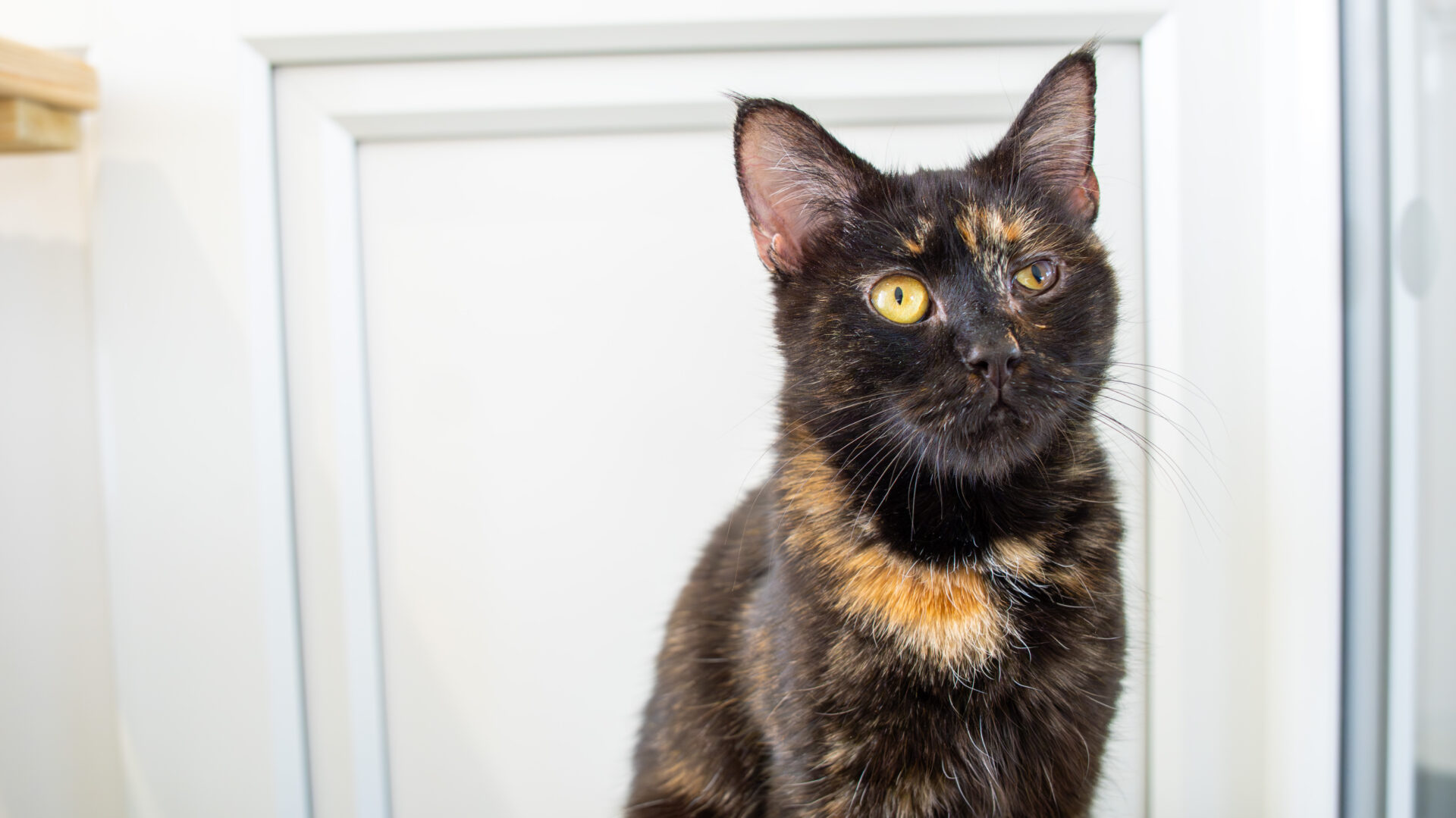 A tortoiseshell cat with yellow eyes sits indoors, looking slightly to the side. Its fur is black with orange and brown patches. The background features a white door or window frame.