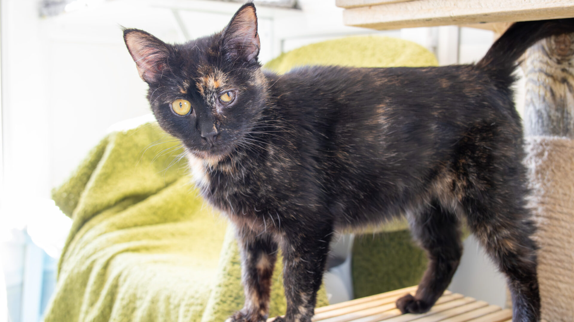 A black and orange tortoiseshell cat with yellow eyes stands on a wooden platform, looking alertly at the camera. There are green blankets and a cat tree in the background.