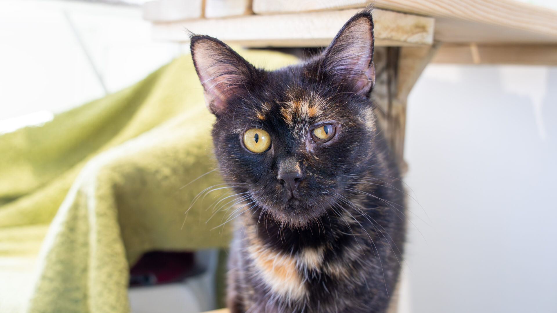 A close-up of a tortoiseshell cat with striking yellow eyes, sitting indoors near wooden furniture and a green blanket in the background.