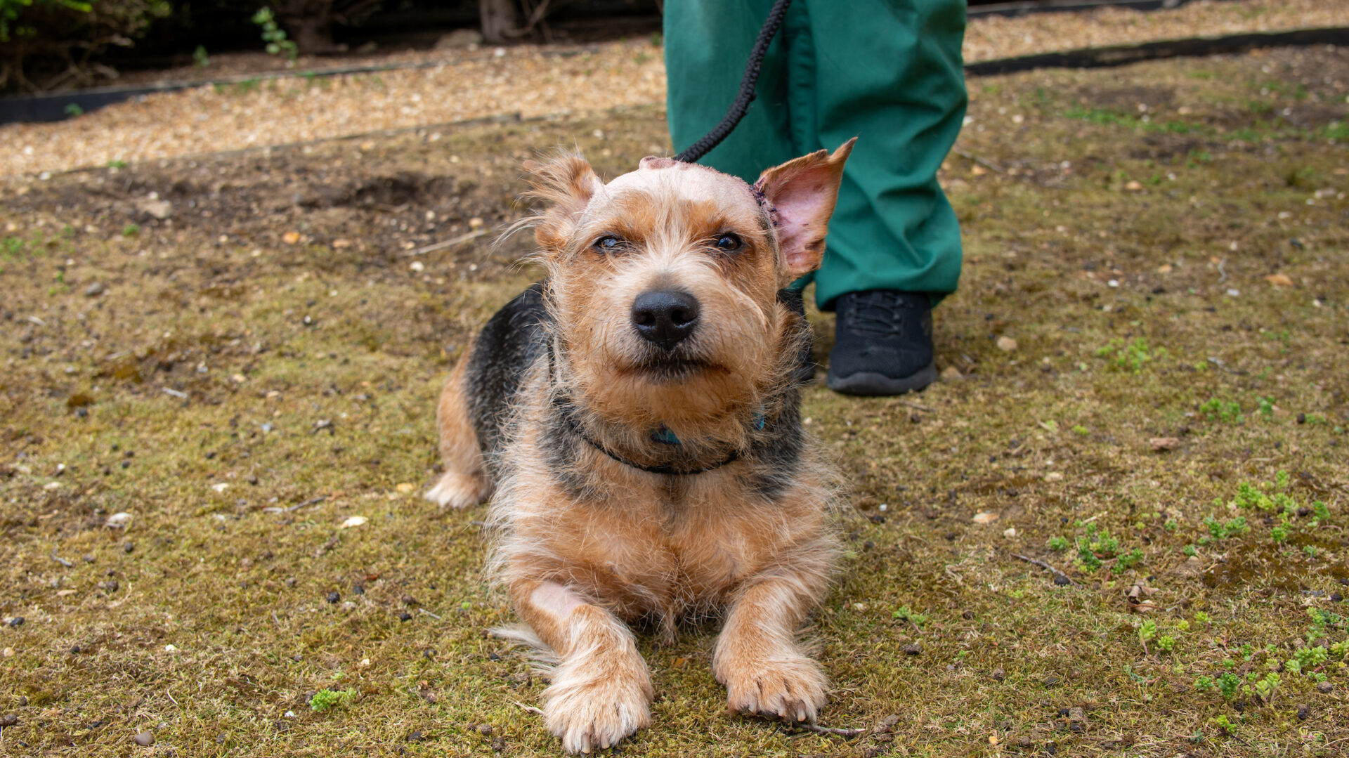A small, brown and black dog with pointy ears lies on the ground while on a leash held by a person in green pants and black shoes. The dogs ears are perked up and it looks directly at the camera.