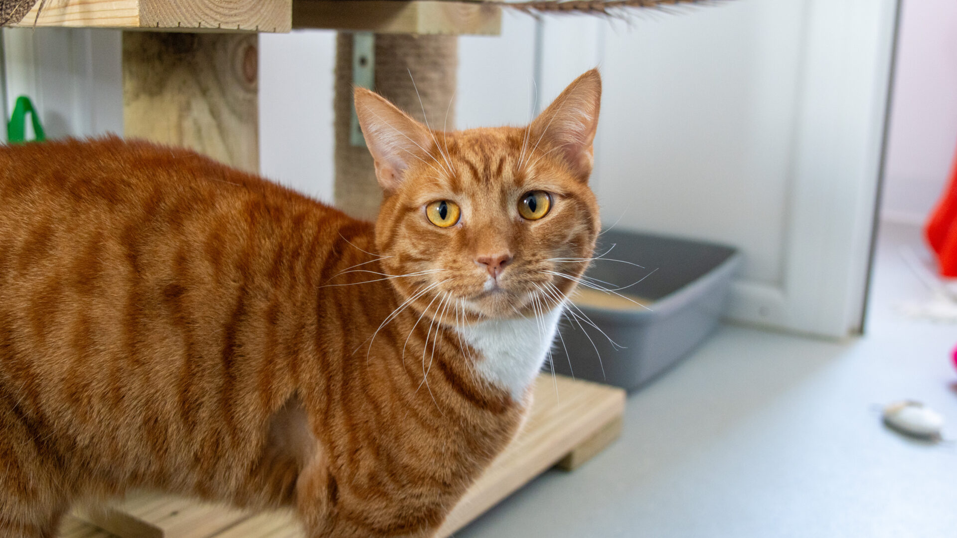 A ginger tabby cat with yellow eyes and a white patch on its chest stands indoors next to a wooden cat tree, looking directly at the camera. A litter box and some toys are visible in the background.