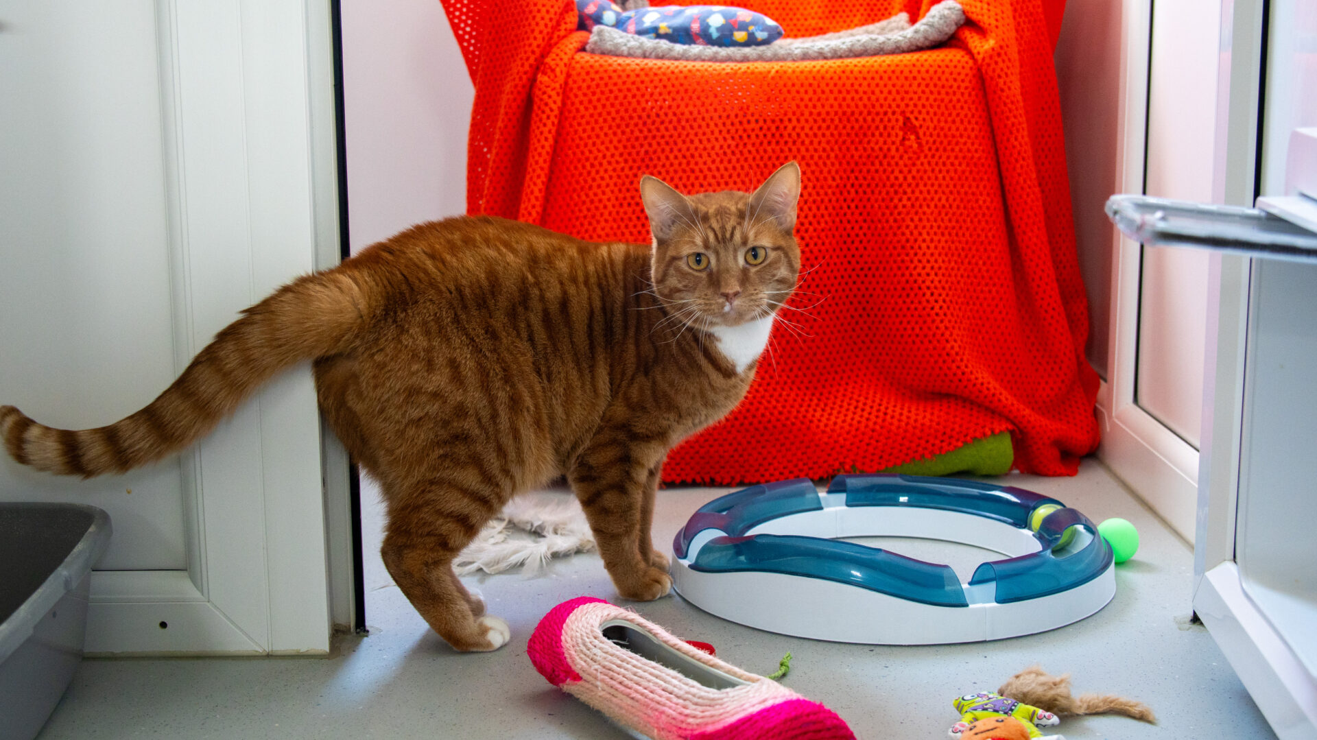 A ginger tabby cat stands on the floor next to scattered toys and a scratching post, with a red blanket covering a chair in the background. The cat looks directly at the camera.
