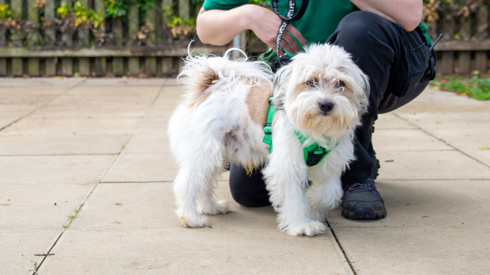 A small, fluffy white and tan Shih Tzu cross Terrier wearing a green harness stands on a paved surface next to a crouching person in black pants and a green shirt. The dog looks toward the camera.