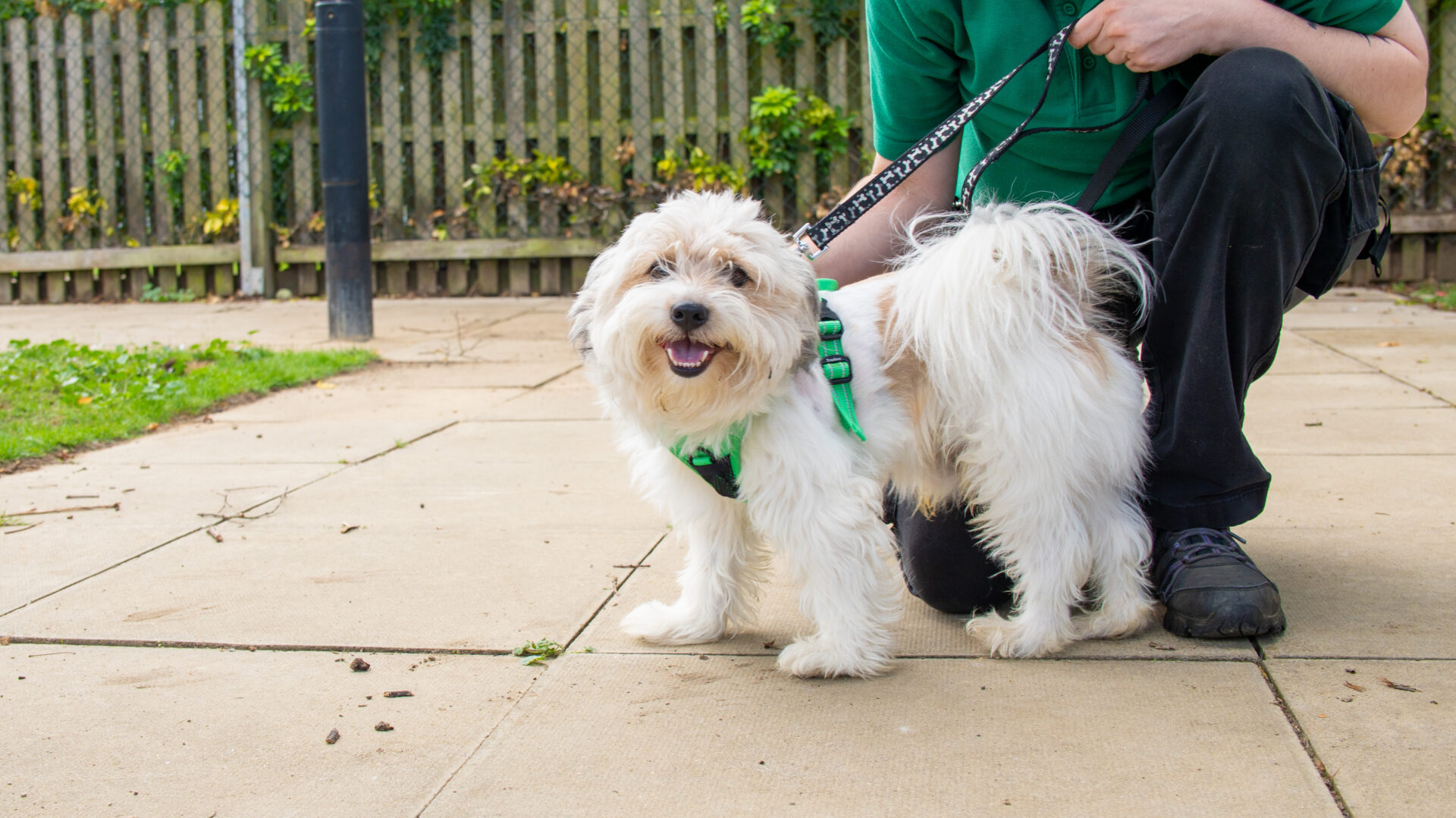 A fluffy white Shih Tzu cross Terrier on a lead stands on a paved path, looking at the camera happily. A person in green clothing kneels beside the dog, holding the lead. A wooden fence and greenery are in the background.