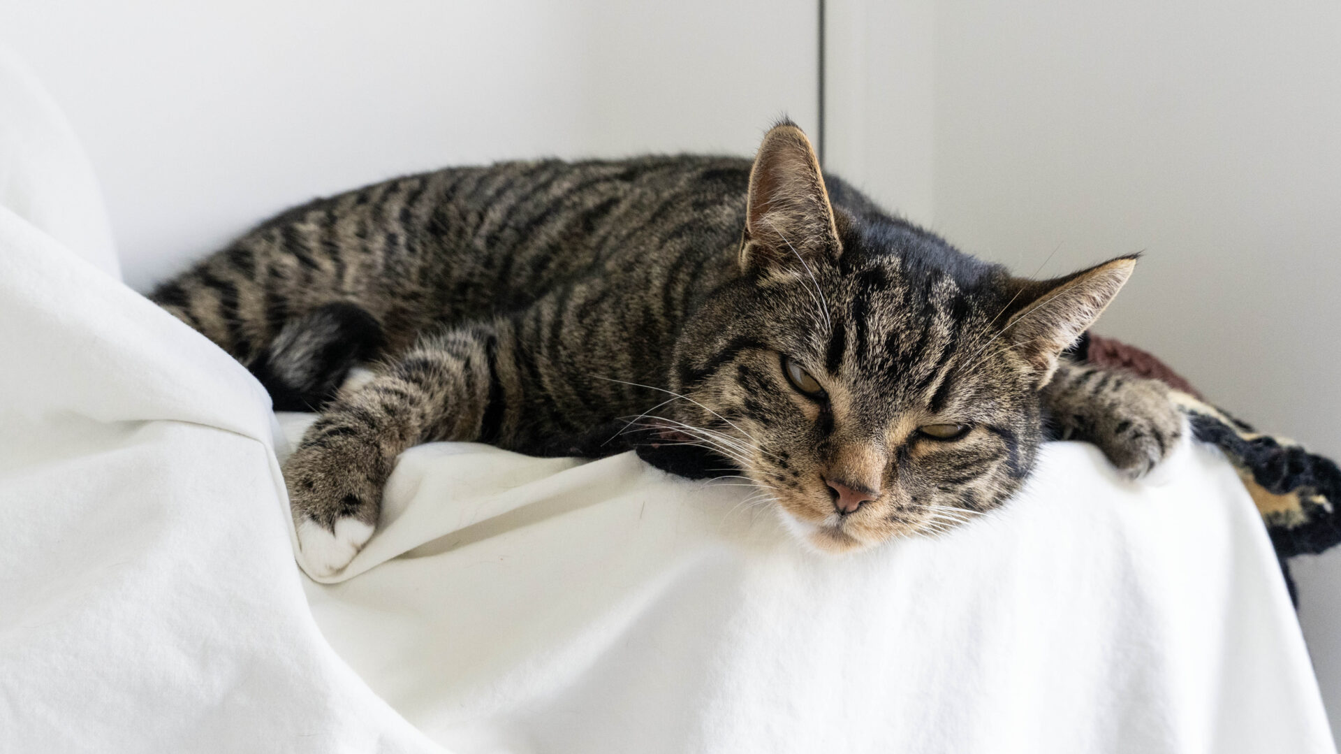 A tabby cat with white paws is lying on a white blanket, looking relaxed and sleepy with its head resting on the fabric and eyes half-closed.