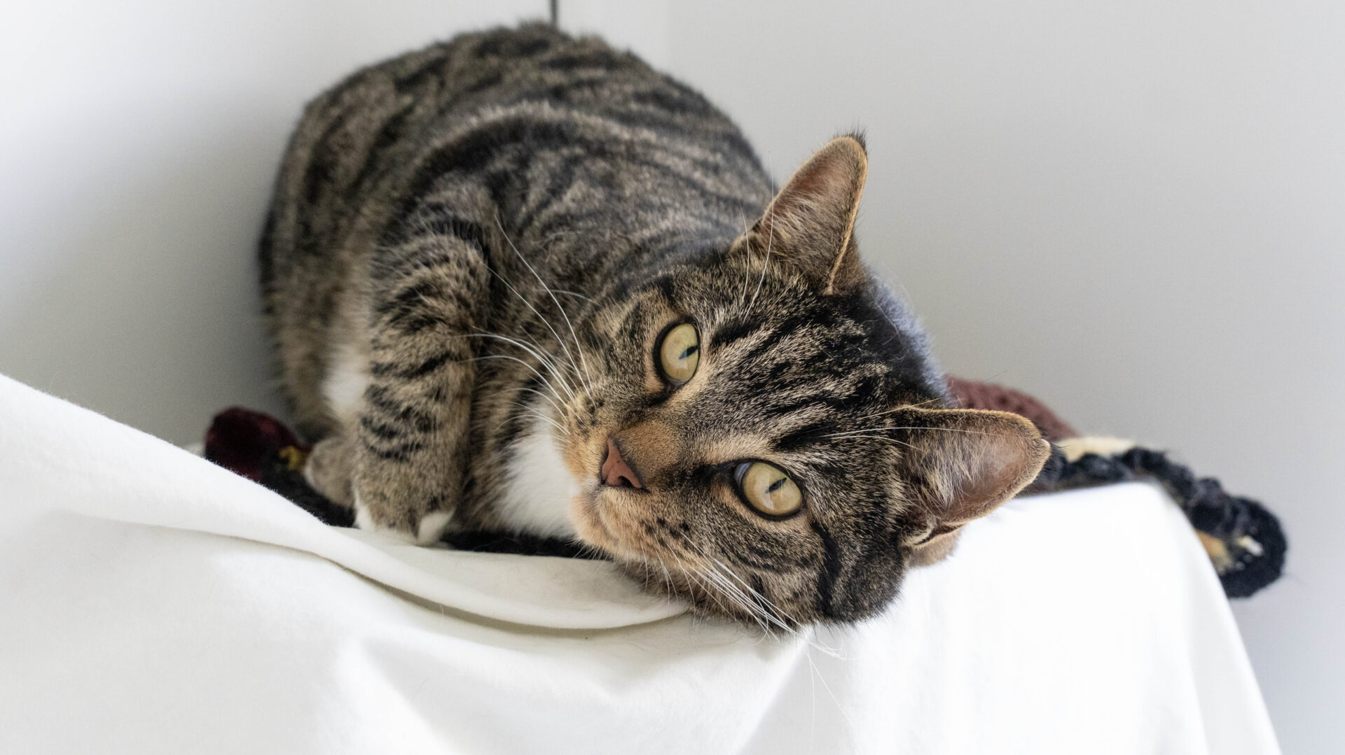 A tabby cat with green eyes lies on a white surface, resting its head and looking up with a relaxed expression. The background is plain and light-colored.