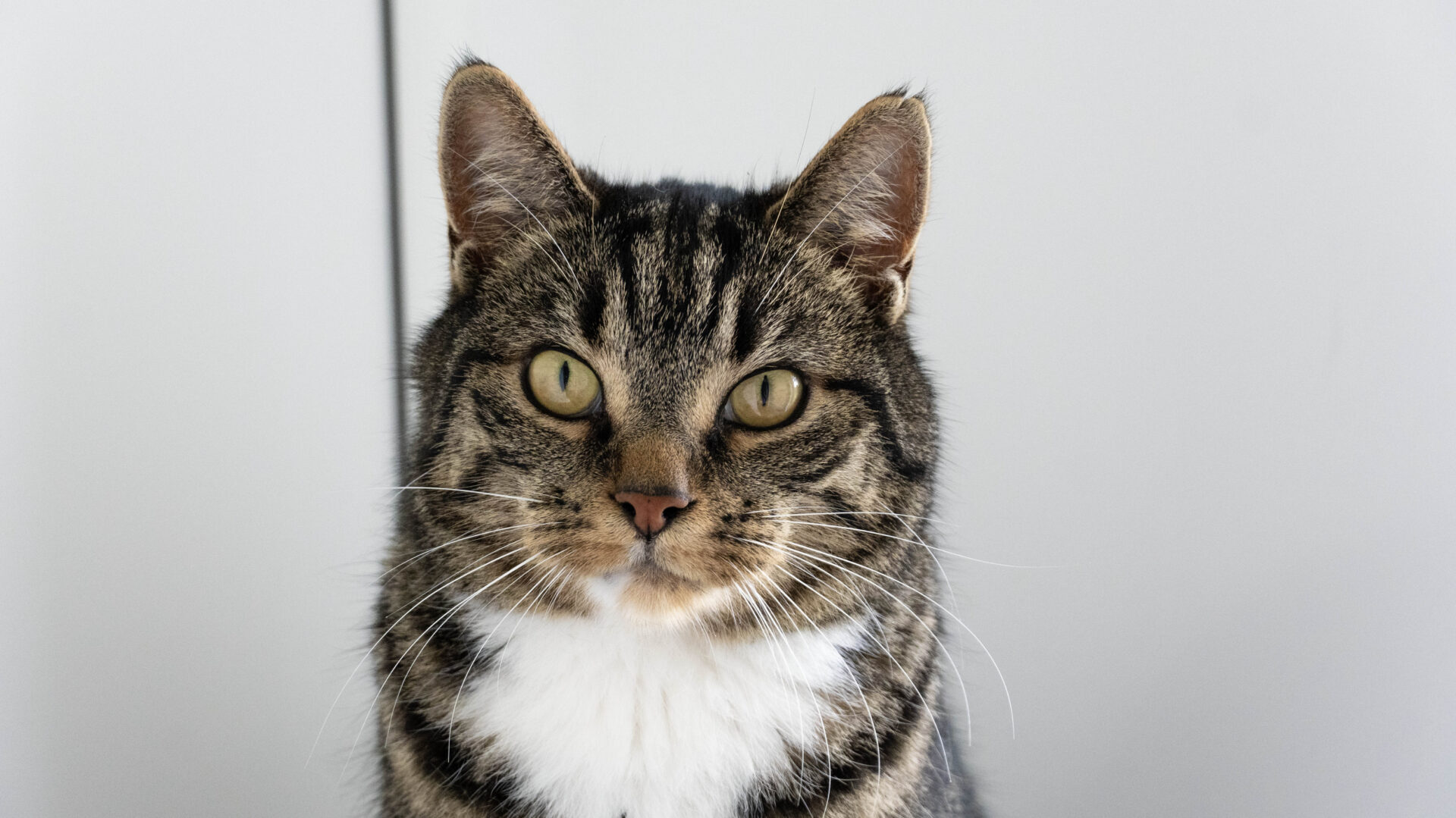 A close-up of a tabby cat with greenish-yellow eyes, a pink nose, and white fur on its chest, sitting against a plain light background.