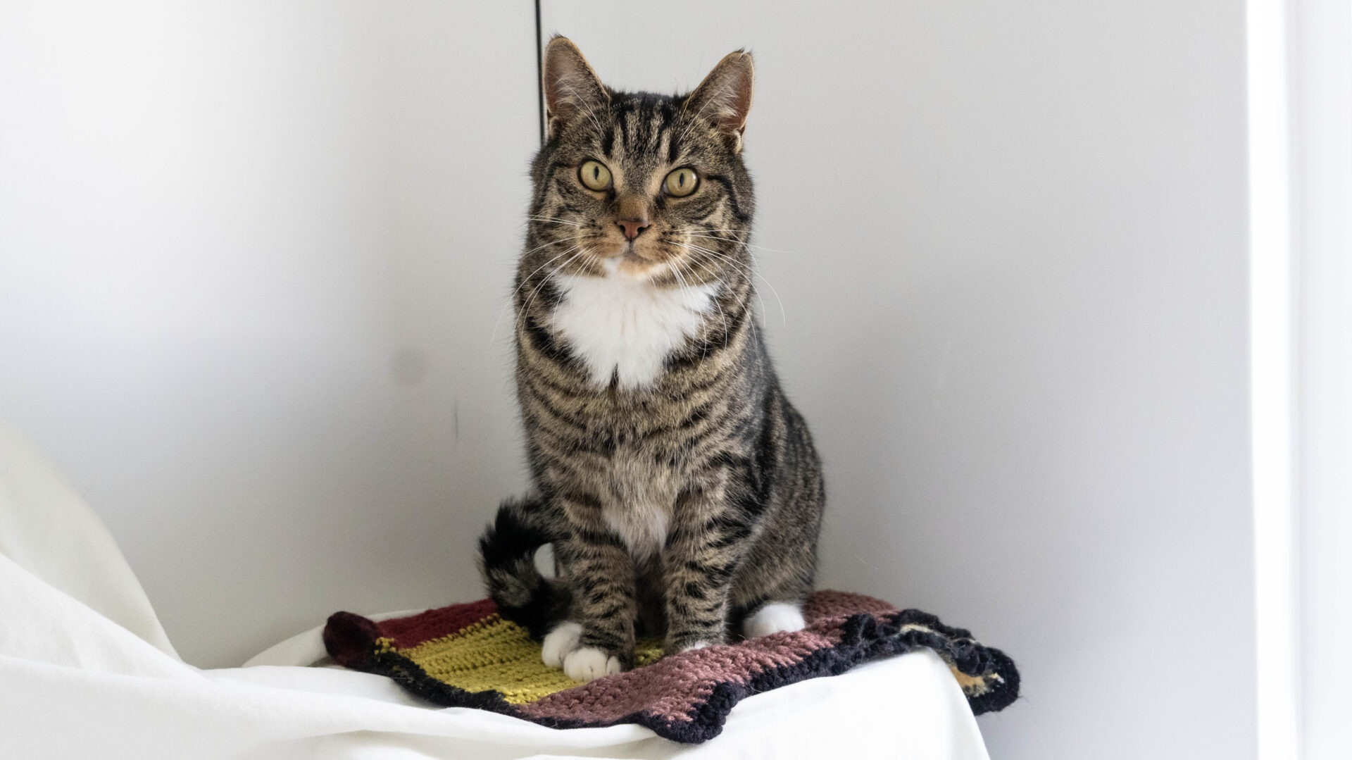 A tabby cat with a white chest and paws sits upright on a colorful crocheted mat, looking directly at the camera against a white background.