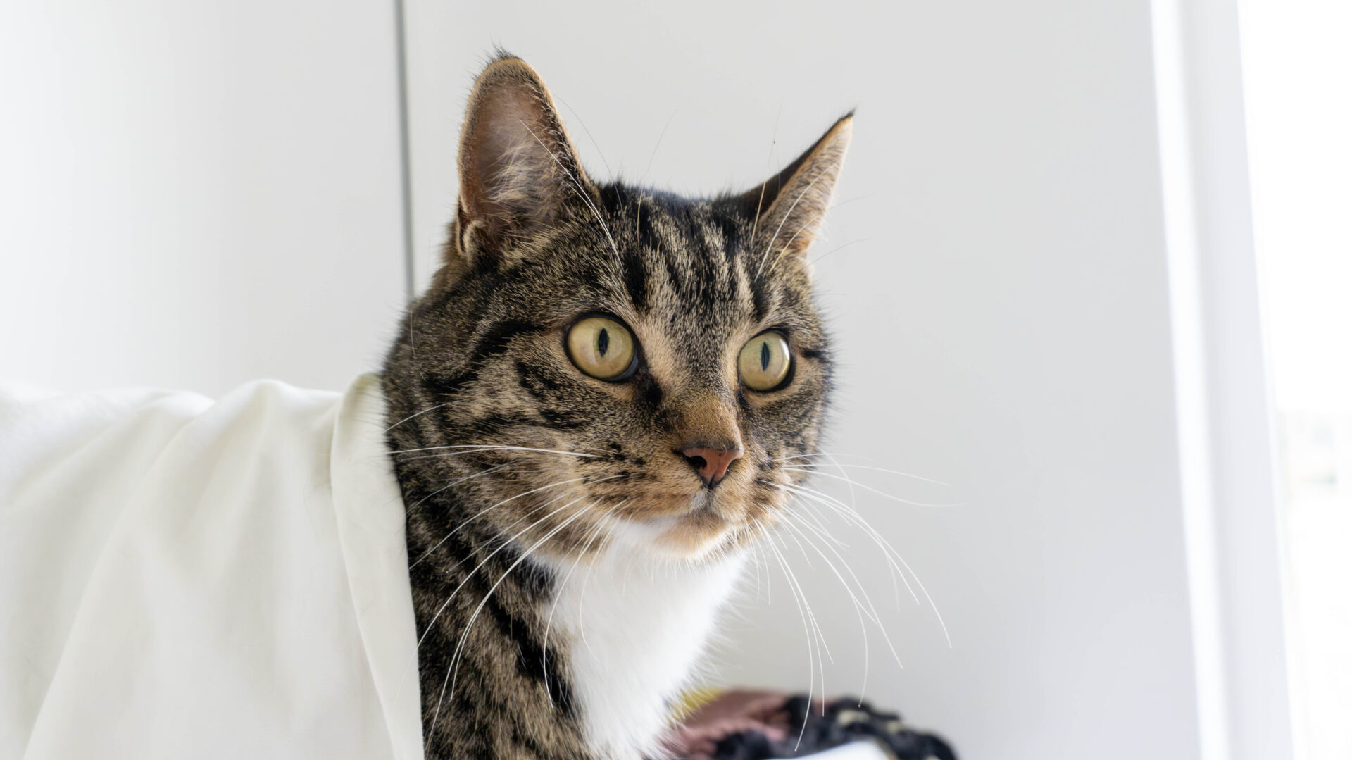 A close-up of a tabby cat with yellow eyes and white markings, draped in a white cloth, looking alertly toward the right against a blurred, light-colored background.