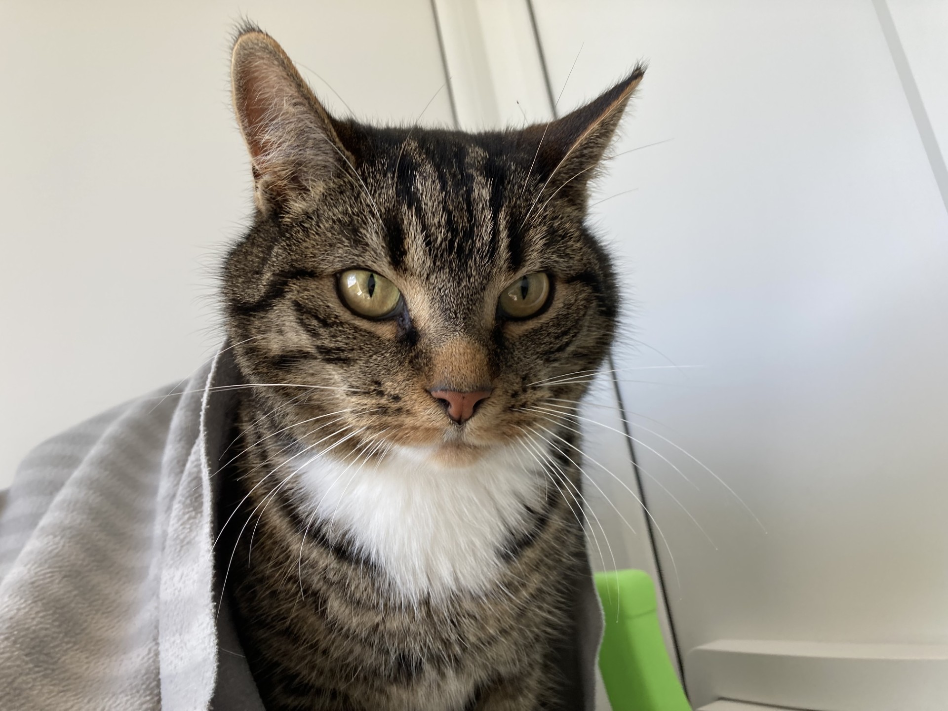 A tabby cat with green eyes and a white chest sits indoors, partially covered by a gray blanket. The cat looks directly at the camera with a calm expression.