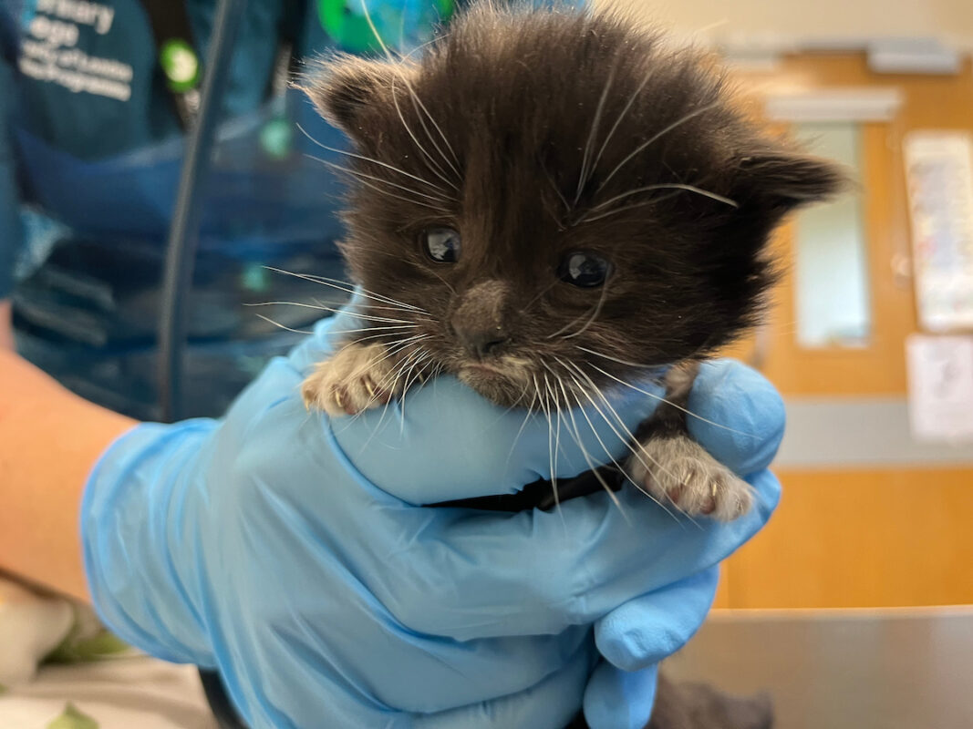 A vet wearing blue gloves gently holds a small black and white kitten with wide eyes and tiny white whiskers.