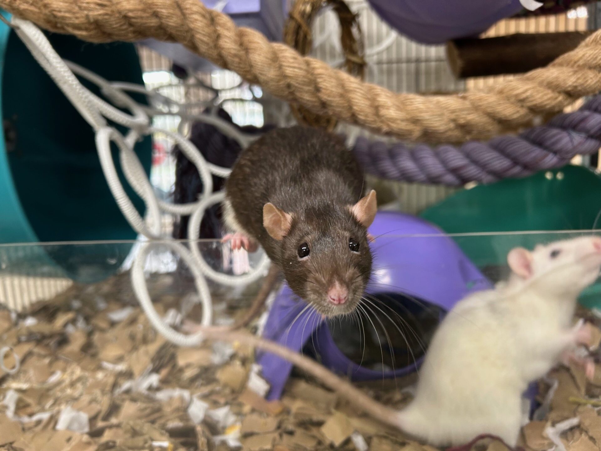A brown rat stands on the edge of a plastic enclosure, looking forward, while a white rat moves in the background. The enclosure contains ropes, shredded card bedding, and plastic hideouts.