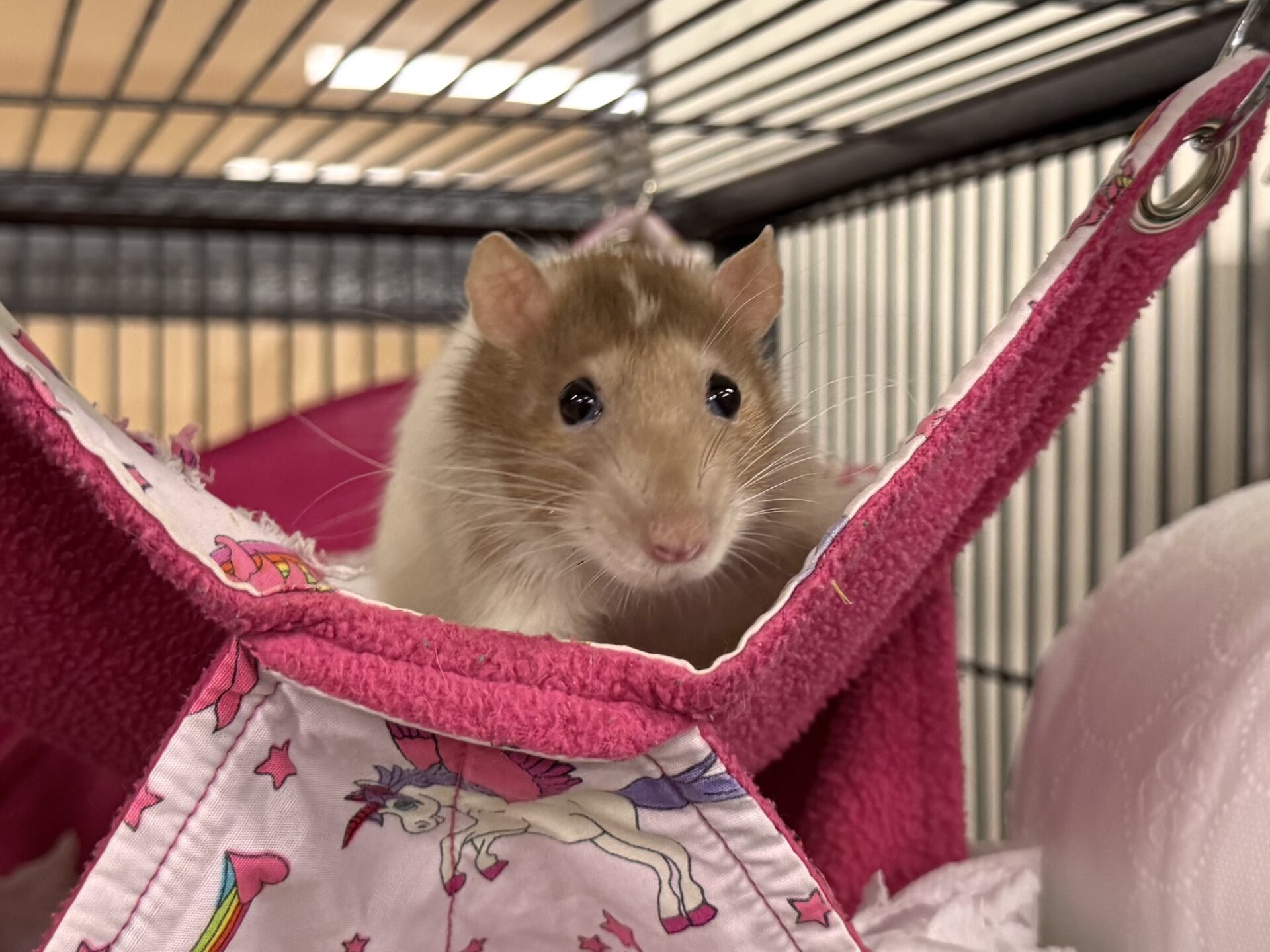 A top eared rat with brown and white fur sits on a pink fabric hammock decorated with unicorns inside a metal pet cage, looking directly at the camera.