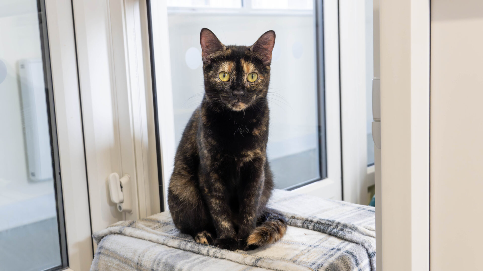 A tortoiseshell cat with yellow eyes sits upright on a plaid blanket in front of a large window, looking directly at the camera.