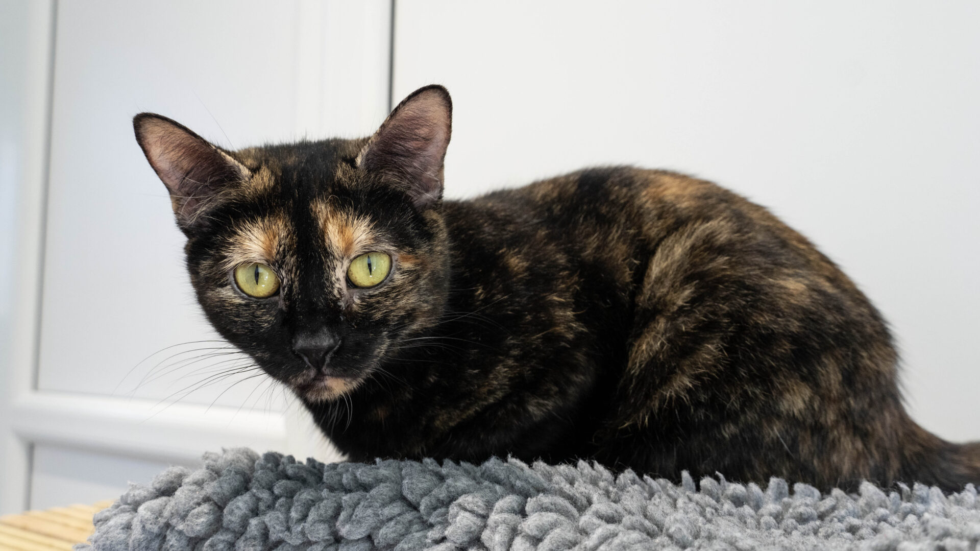 A tortoiseshell cat with green eyes sits on a gray textured blanket, looking directly at the camera. The background is softly lit with white walls.