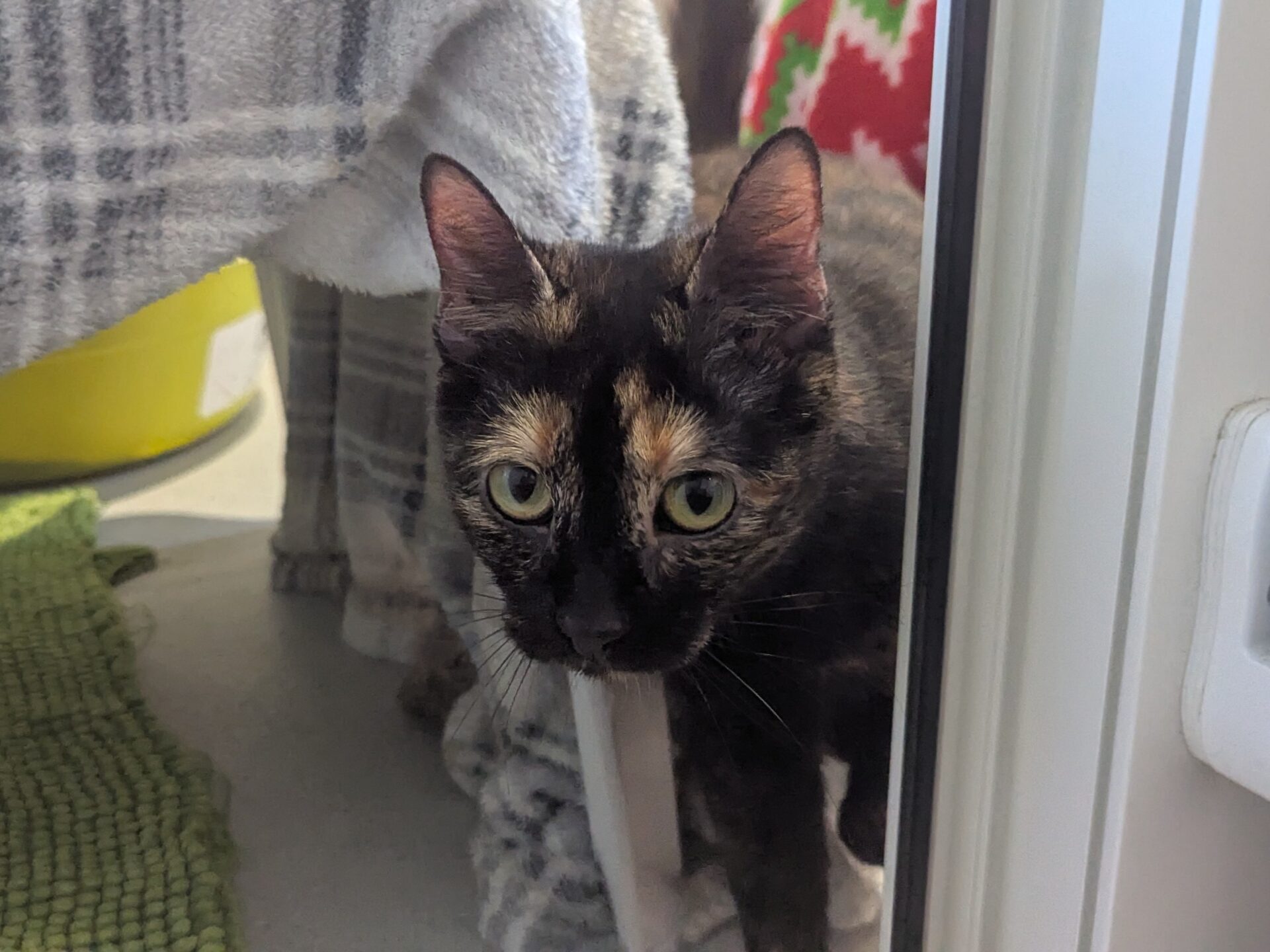 A tortoiseshell cat with large green eyes peeks out from under a blanket near a door, with a green mat and colorful blanket in the background.