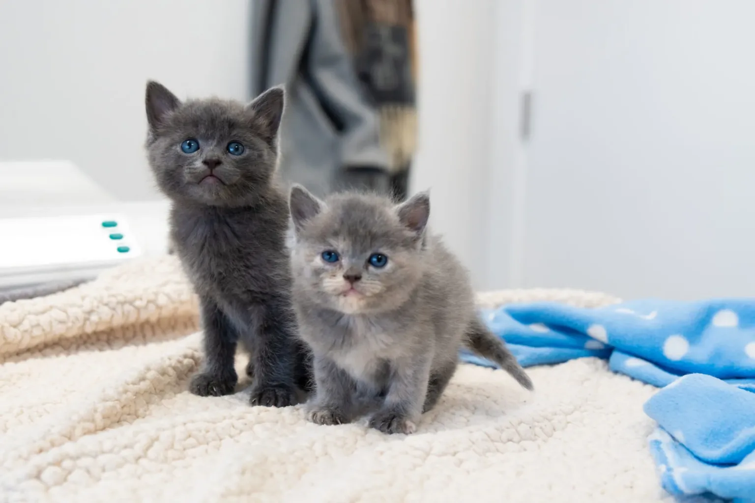 Two gray kittens with blue eyes sit on a soft beige blanket next to a blue blanket with white polka dots in a bright room. One kitten is standing while the other is sitting, both looking toward the camera.