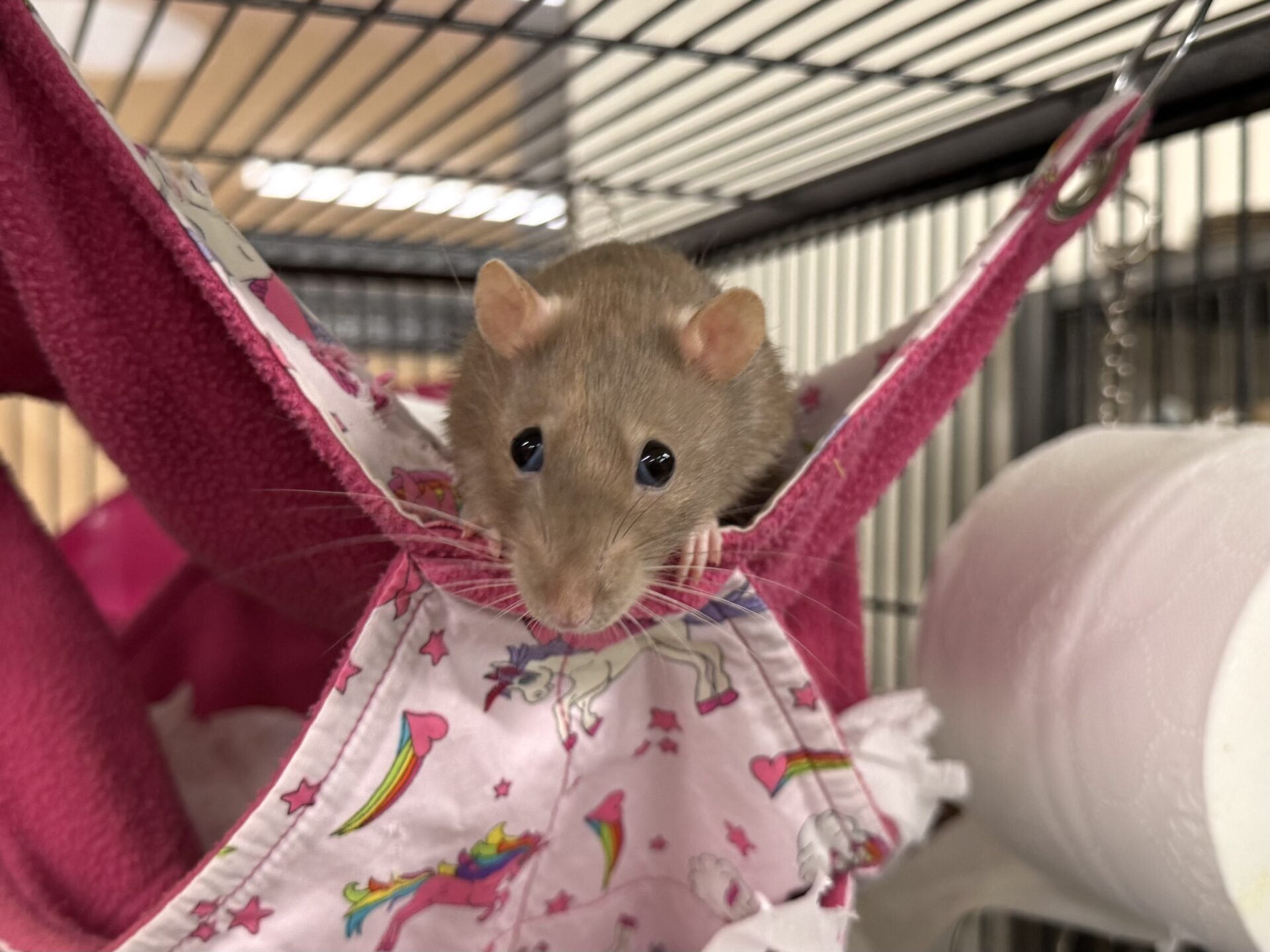 A top eared rat with large dark eyes sits on a colorful hammock decorated with unicorns and rainbows inside a metal cage. The hammock is made of pink and patterned fabric.