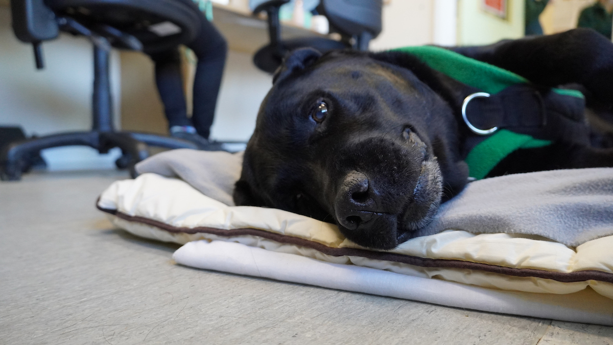 A black dog wearing a green harness lies on a blanket, resting its head and looking at the camera. In the background, blurred office chairs and a person’s legs are visible.