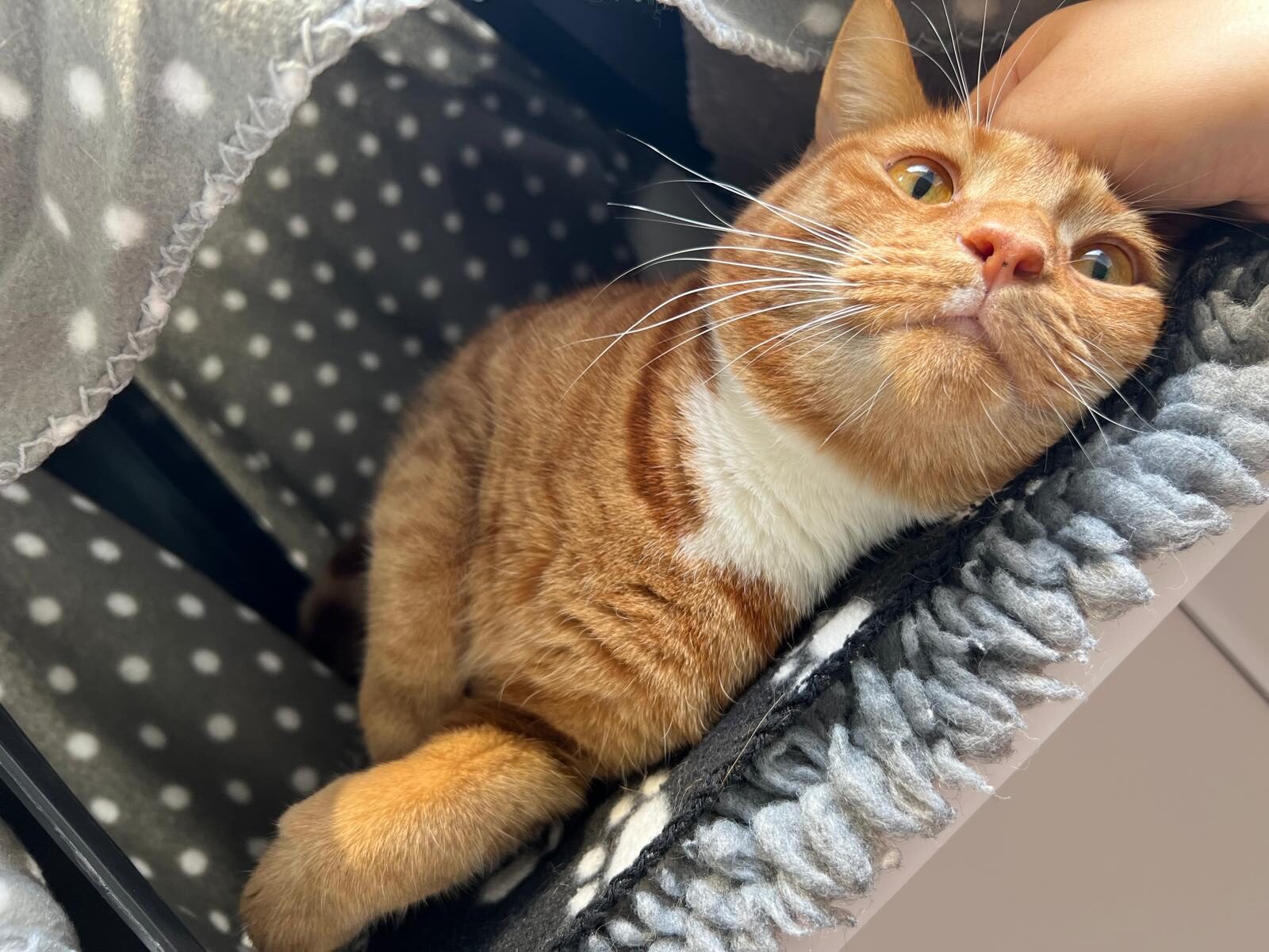 A ginger and white cat lies on a soft, gray, polka-dotted blanket, tilting its head up as a hand gently pets its head. The cat looks content and relaxed.