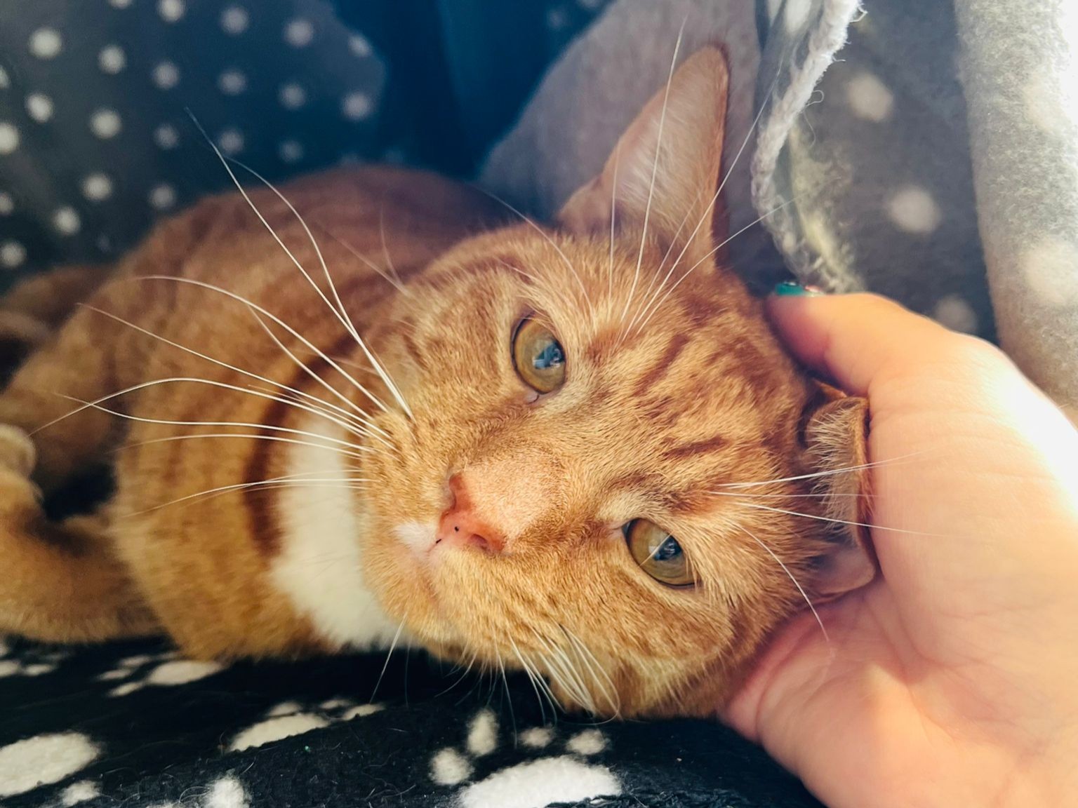 A close-up of an orange tabby cat lying on a black-and-white polka dot blanket, looking relaxed as a hand gently pets its head. Bright sunlight highlights the cats face and fur.