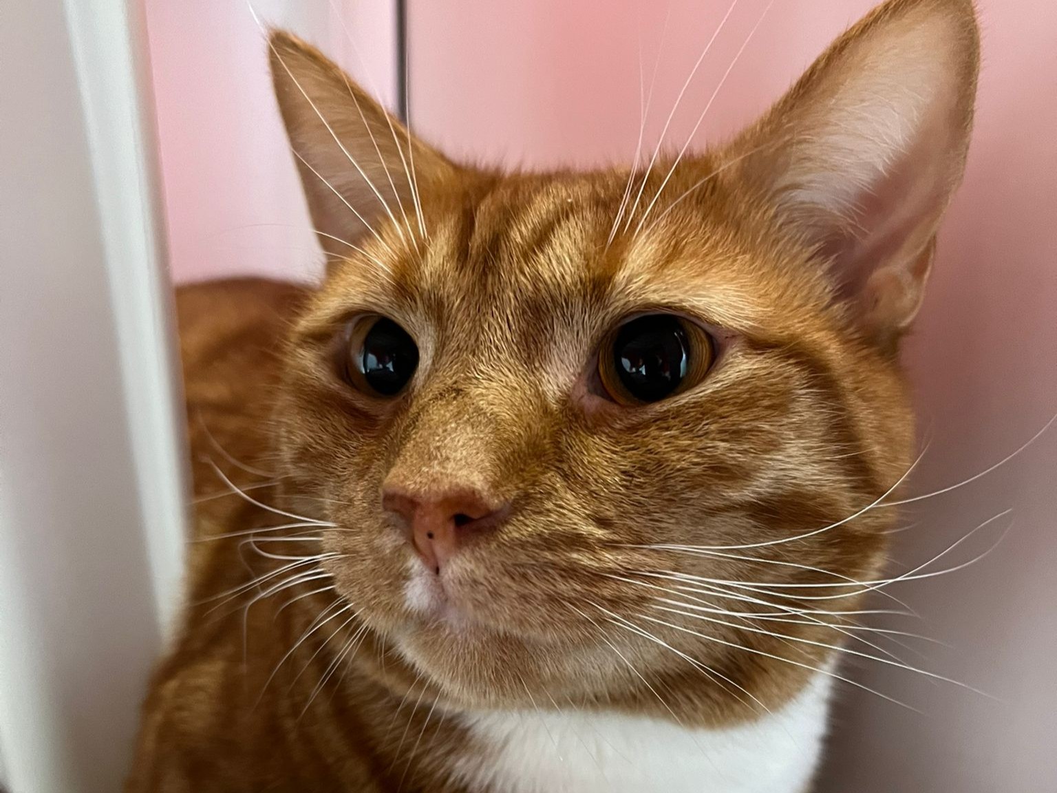 A close-up of an orange tabby cat with white markings on its chest, gazing slightly to the left. The background is softly blurred with pink and white tones.