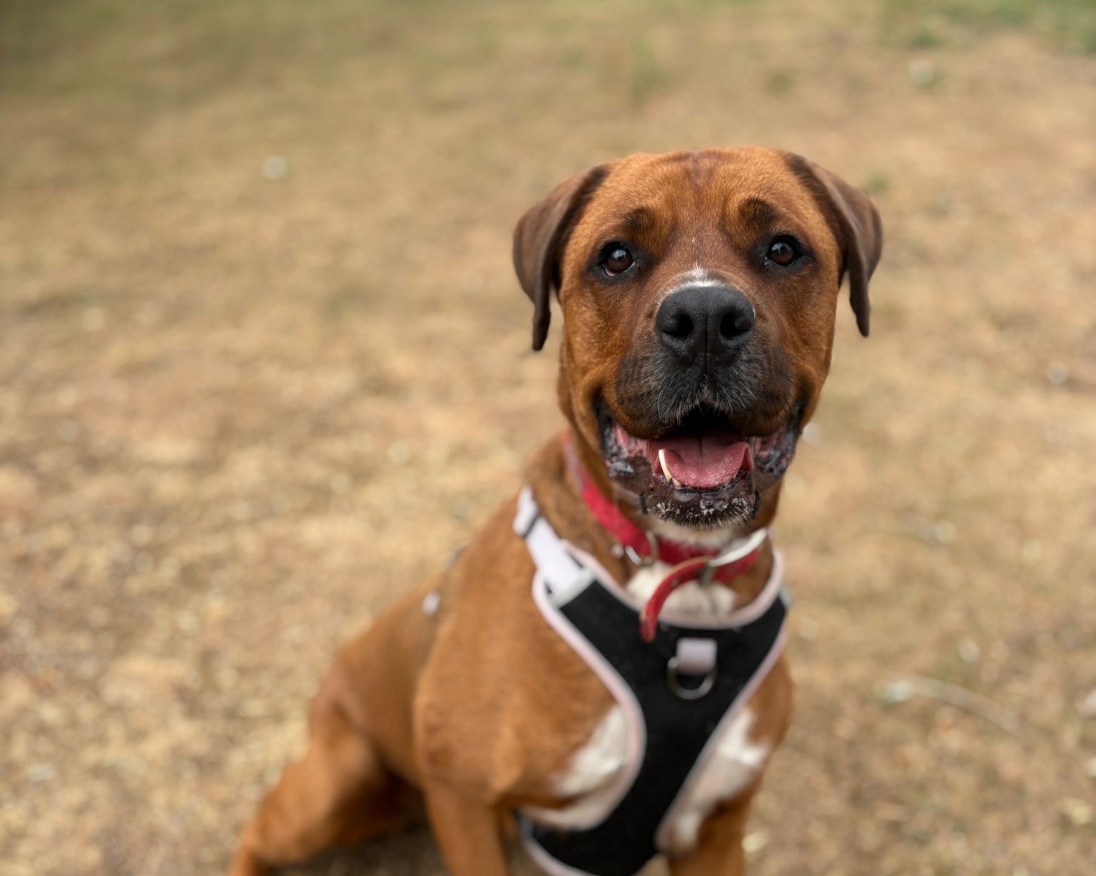 A brown boxer cross Rottweiler breed dog with a black nose and white chest markings sits outdoors on dry grass, wearing a black and white harness and a red collar, looking up with its mouth open and tongue slightly out.