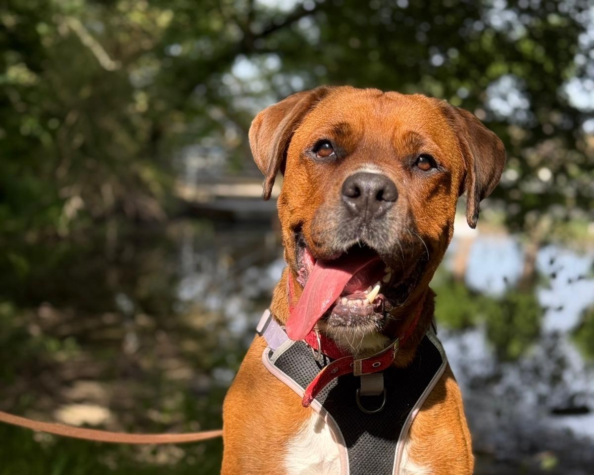 A brown dog with a black harness and red collar sits outdoors with its mouth open and tongue out, surrounded by greenery and dappled sunlight.