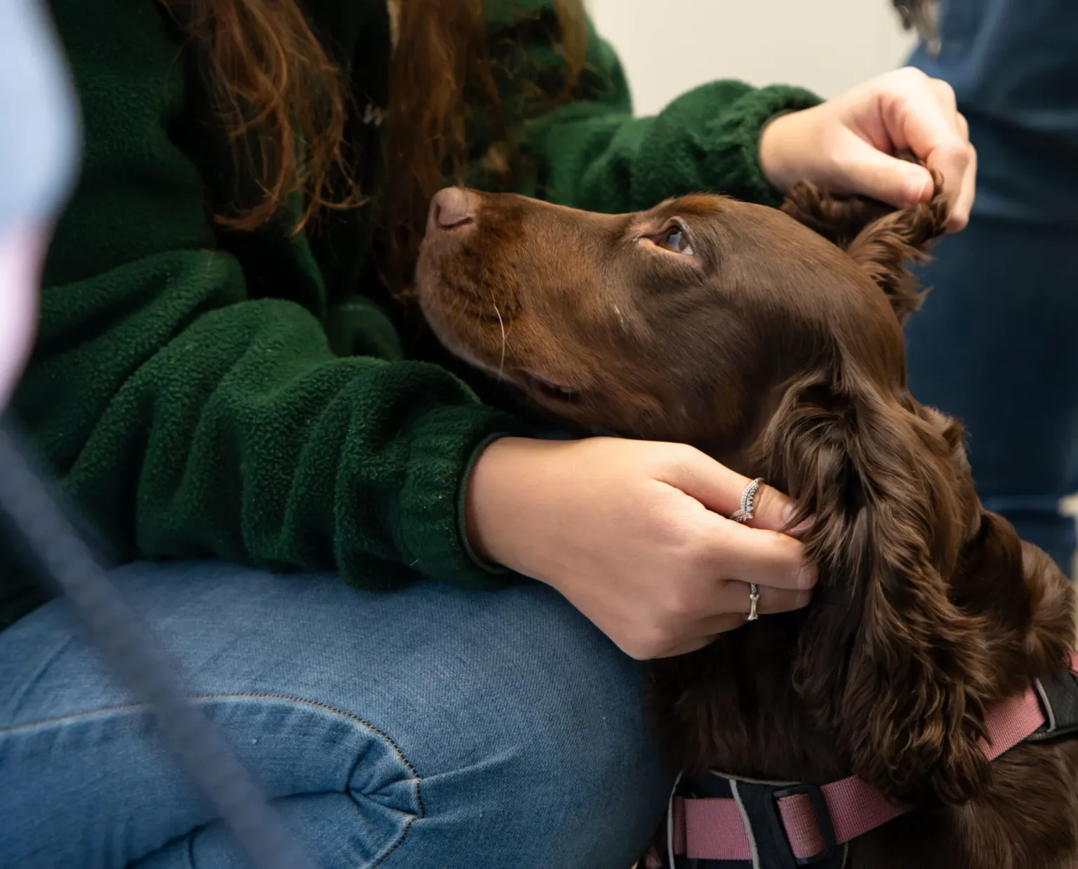 A brown dog with a pink harness rests its head on a persons lap while being gently petted. The person is wearing a dark green sweater and blue jeans. The dog looks up affectionately at the person.