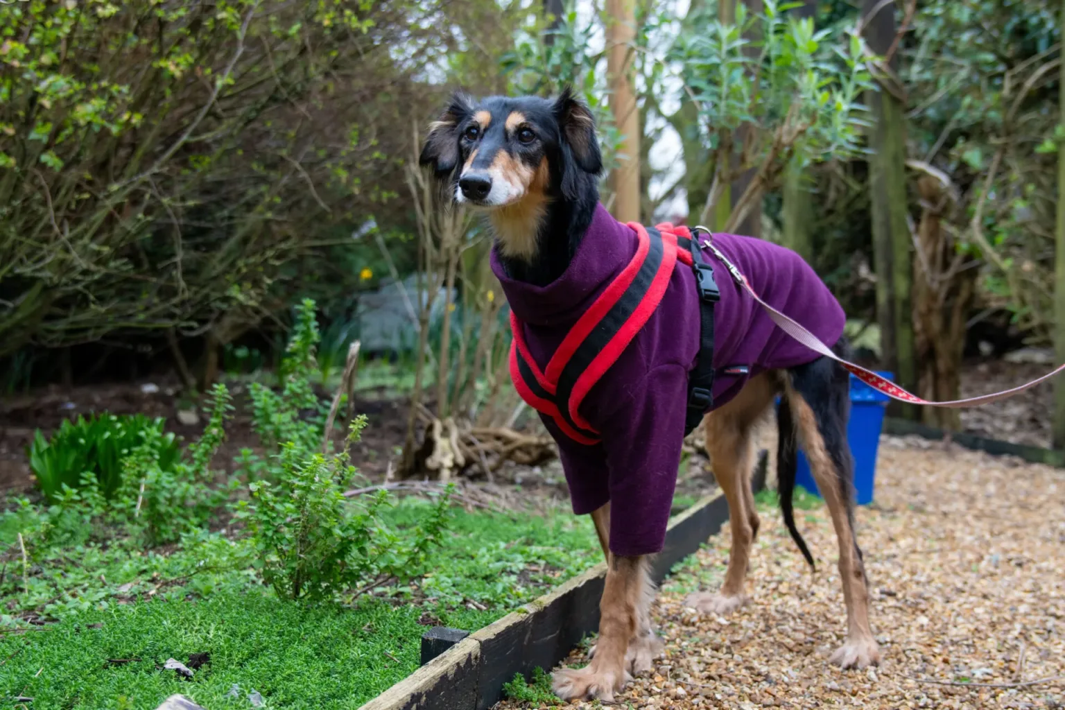 A lurcher wearing a purple coat and red harness stands on a gravel path in a garden, surrounded by greenery and trees.