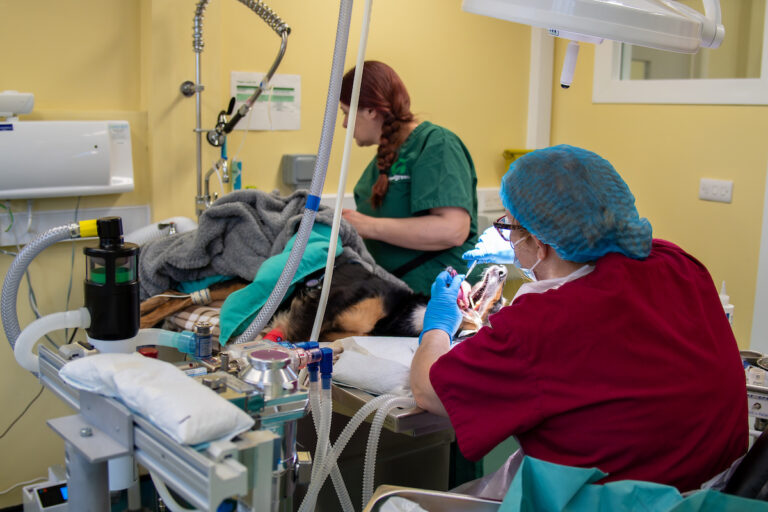 Two veterinary professionals in scrubs and gloves perform a procedure on a dog lying on an exam table in the veterinary clinic, surrounded by medical equipment and monitors.