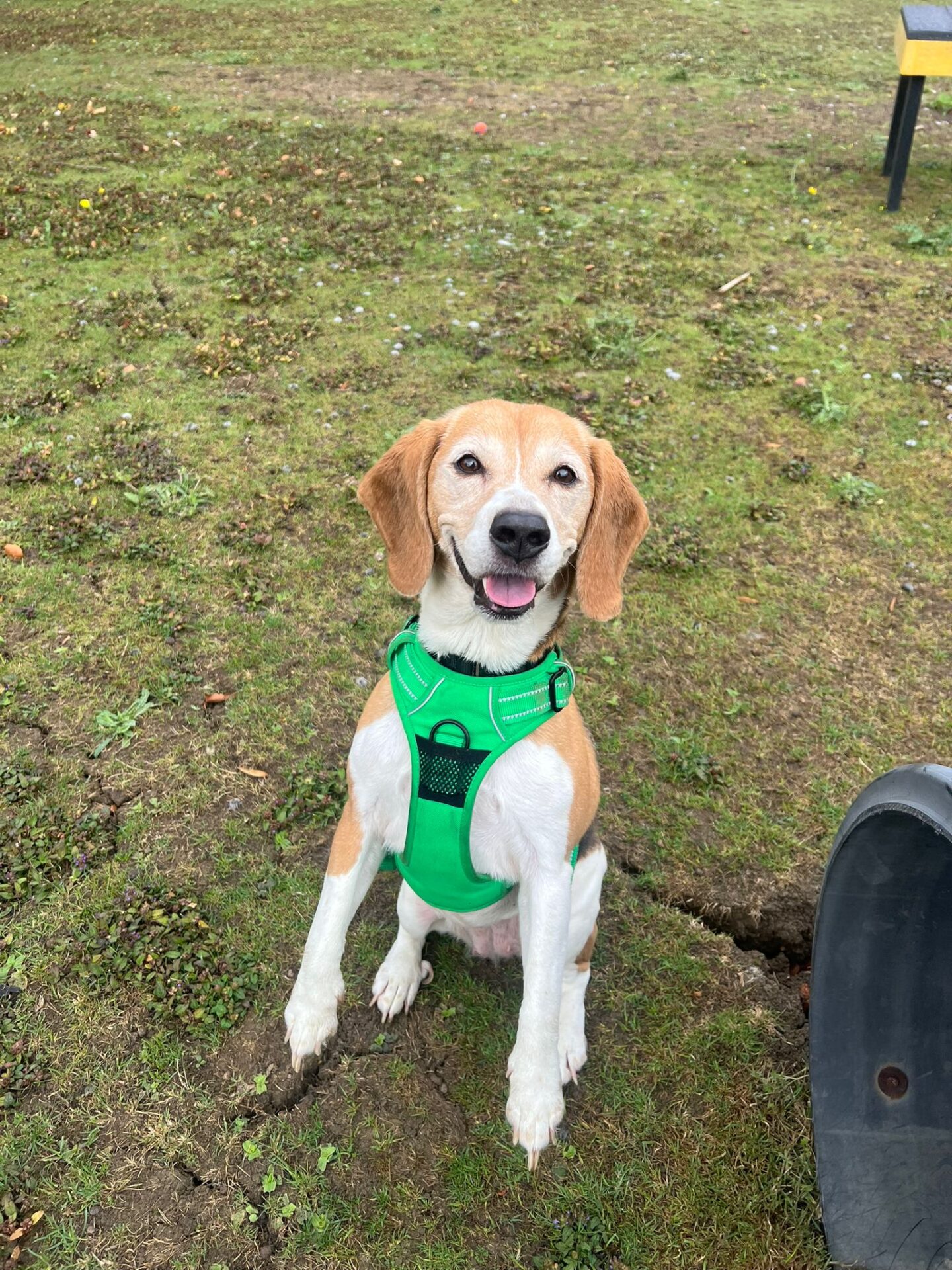 A brown and white dog wearing a bright green harness sits on grass, looking up with its mouth open.