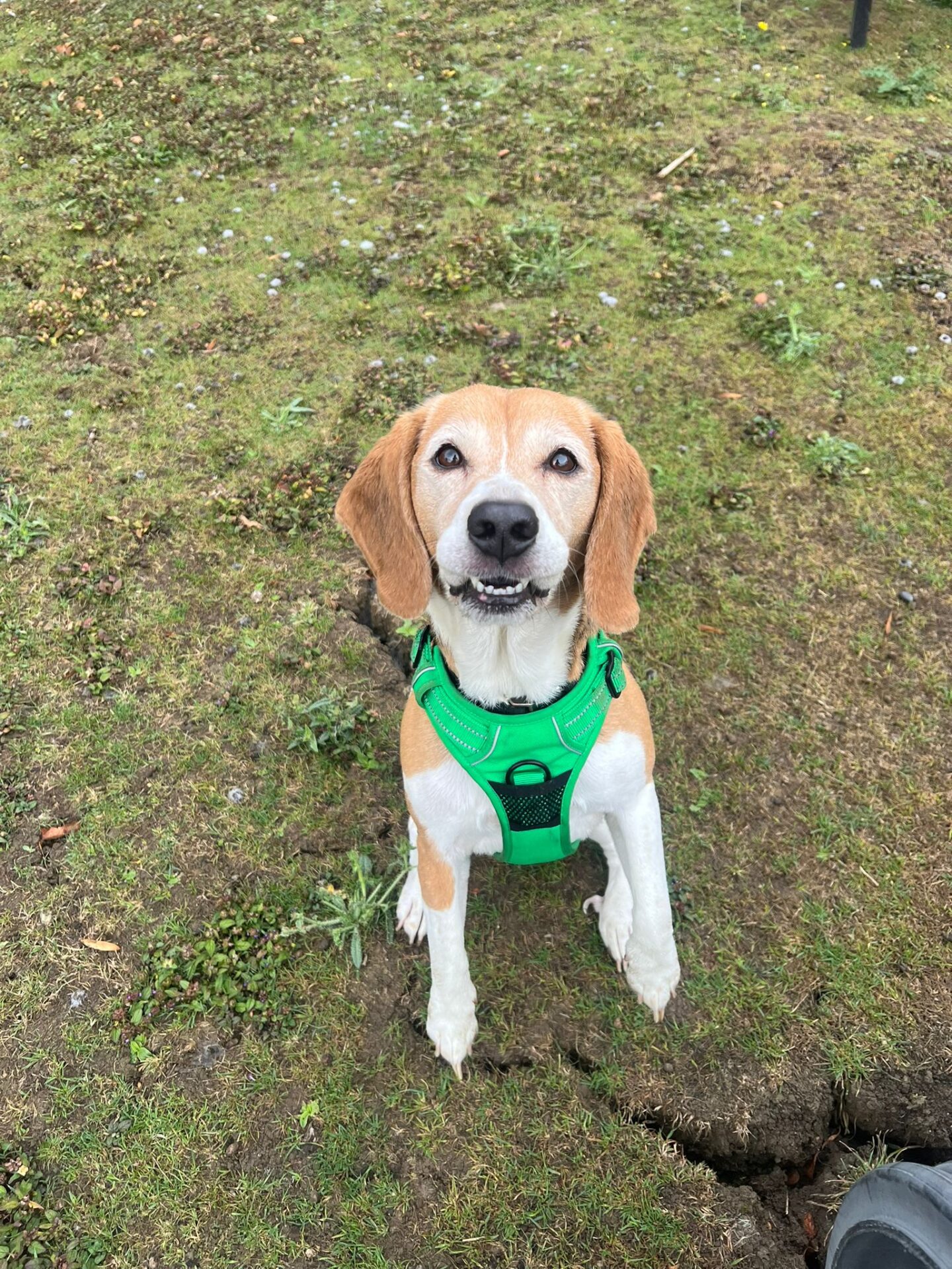 A beagle with a green harness sits on grassy ground, looking up with a happy expression. The dog’s ears are floppy and its mouth is slightly open, showing its teeth.