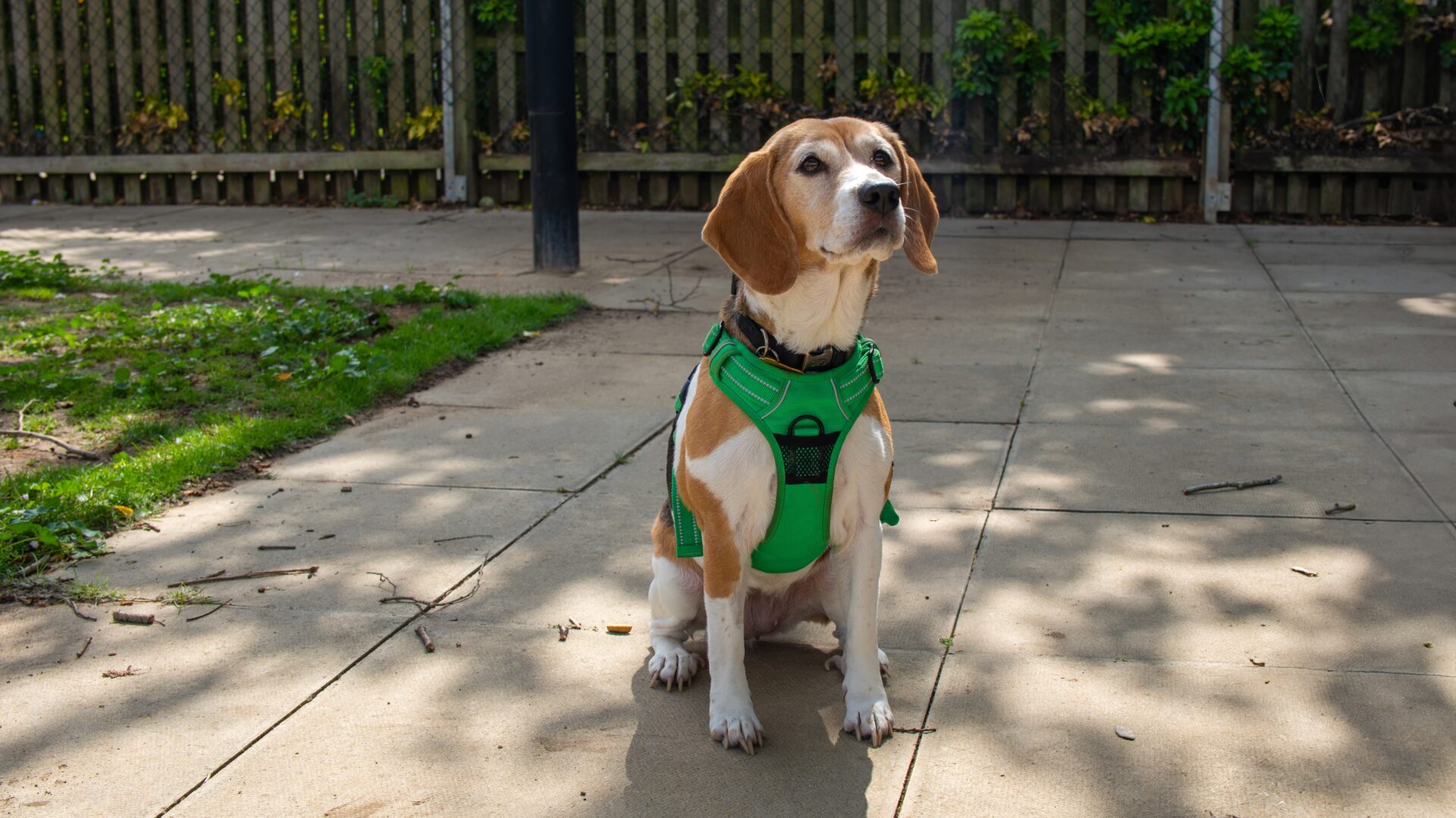 A beagle dog wearing a green harness sits on a sunlit paved path, with grass, a wooden fence, and some shadows in the background.